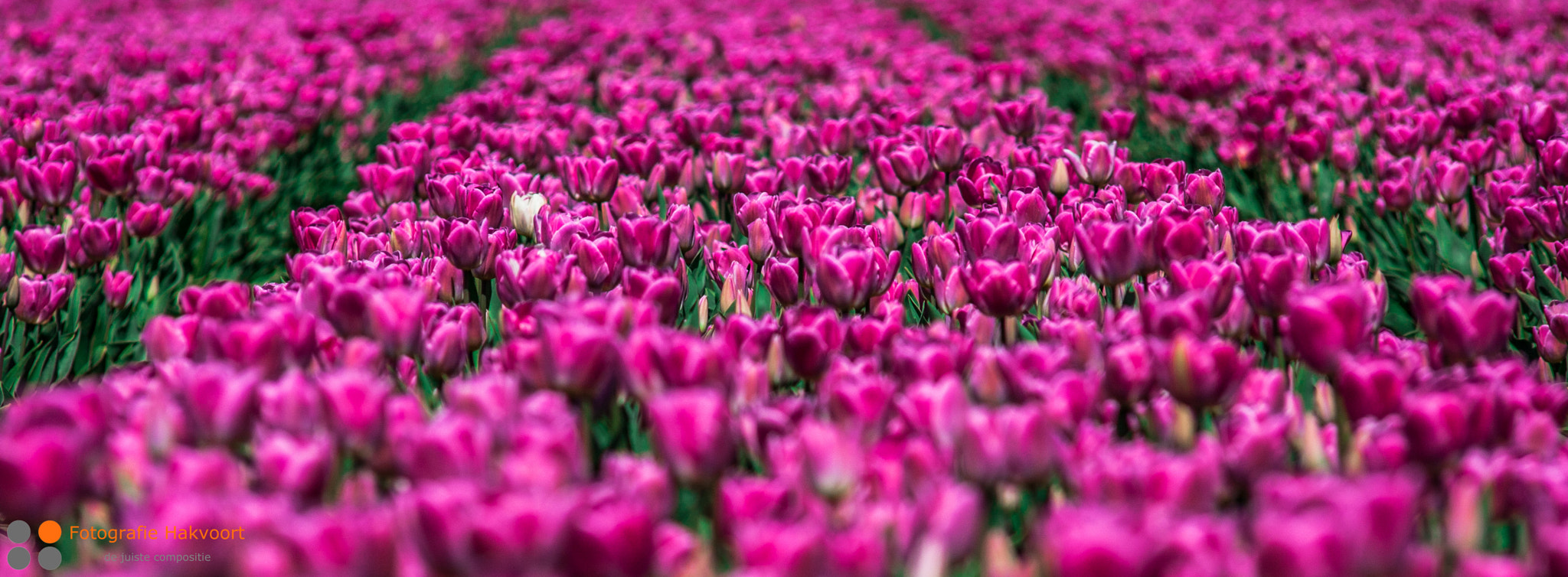 Sigma APO 50-150mm f/2.8 [II] EX DC HSM sample photo. Tulips photography