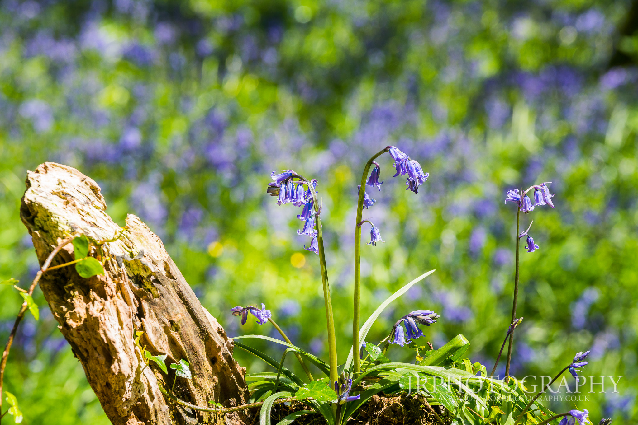 70-200mm F2.8 sample photo. Bluebell spring photography
