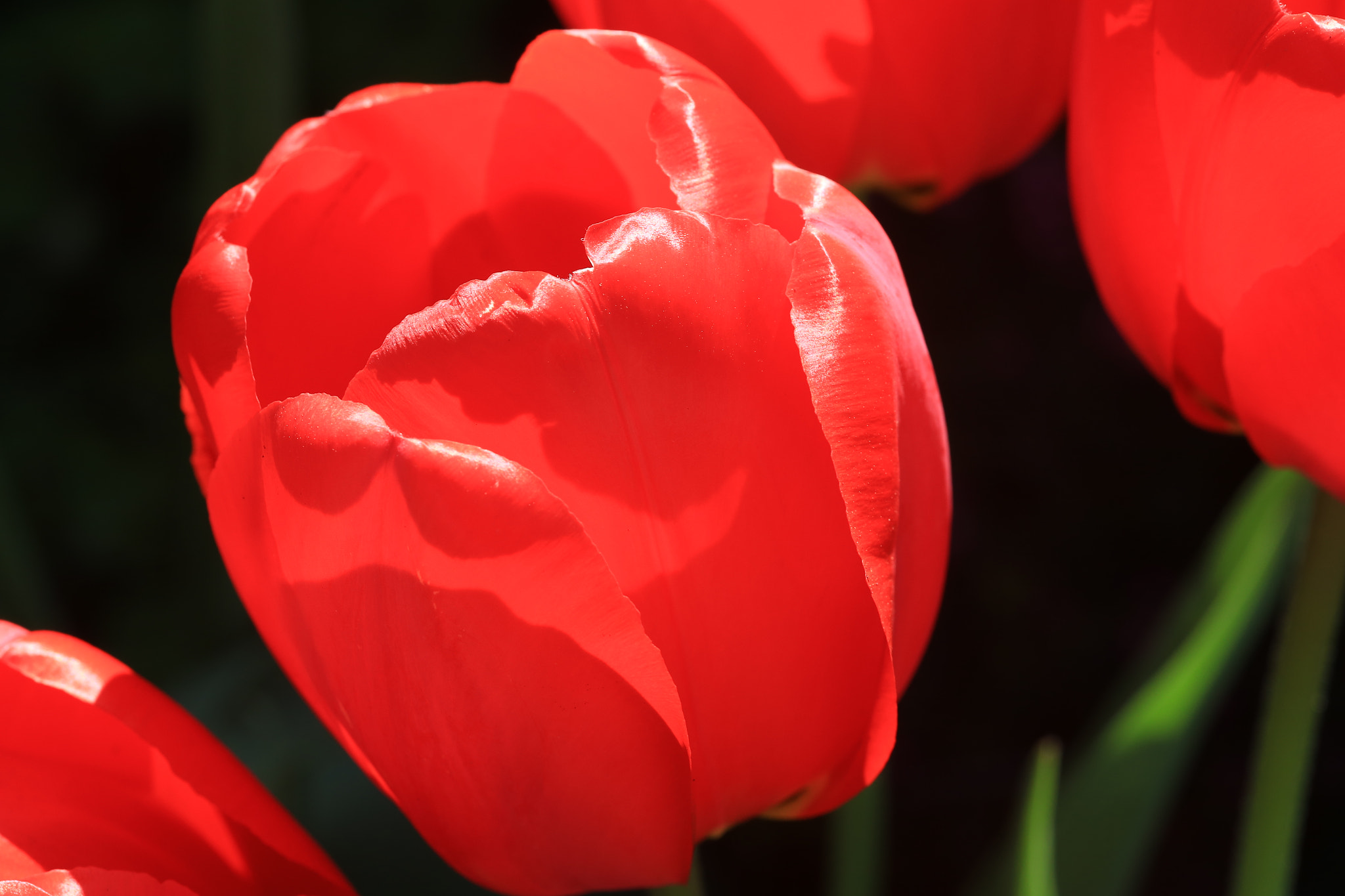 Canon EOS 6D + Sigma 105mm F2.8 EX DG Macro sample photo. Rot photography