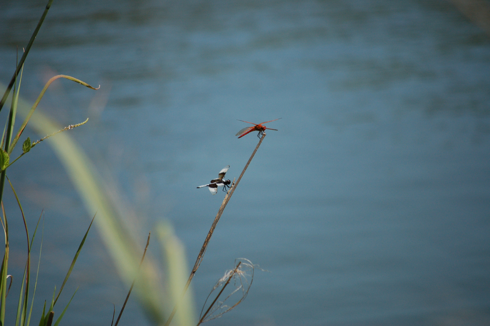 Nikon D50 sample photo. Dragonfly photography