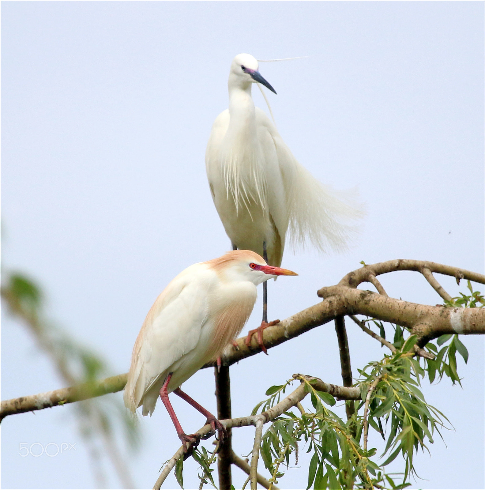 Canon EF 100-400mm F4.5-5.6L IS USM sample photo. Garzas photography