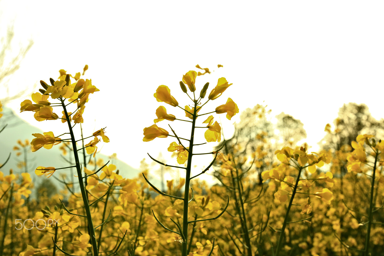 Canon EOS 750D (EOS Rebel T6i / EOS Kiss X8i) sample photo. Rapsfeld1 photography