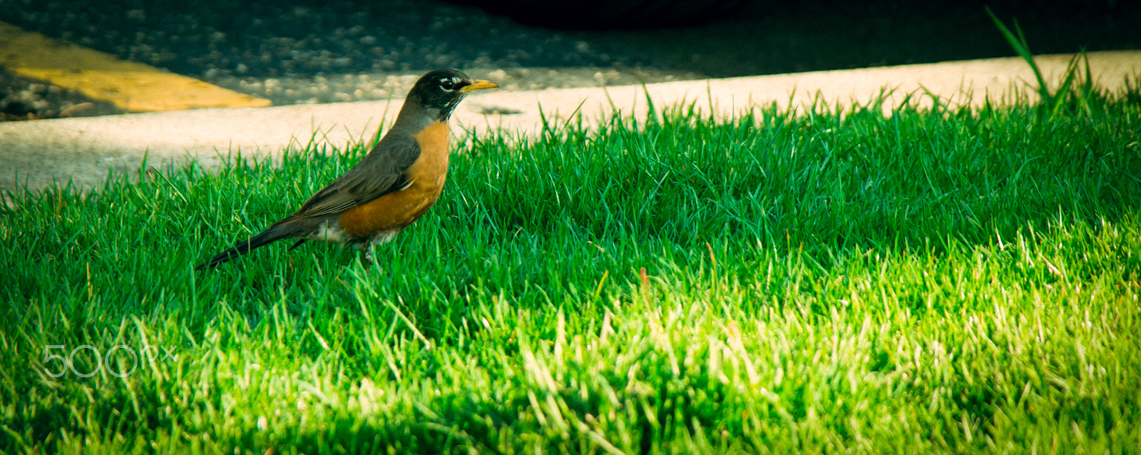 Samsung NX30 + Samsung NX 50-200mm F4-5.6 ED OIS sample photo. Evening time! photography