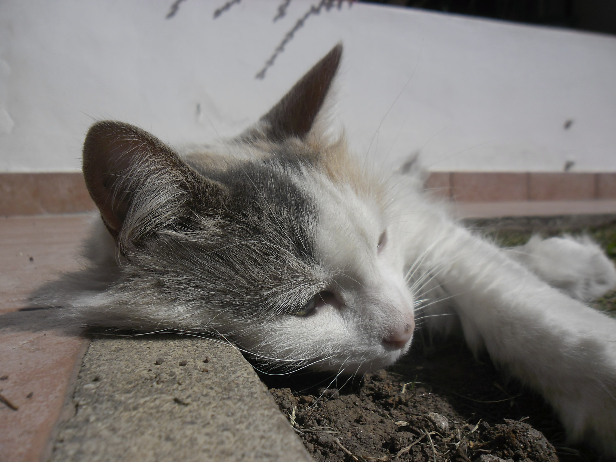 Samsung ES80/ ES81 sample photo. Enjoying the sun photography