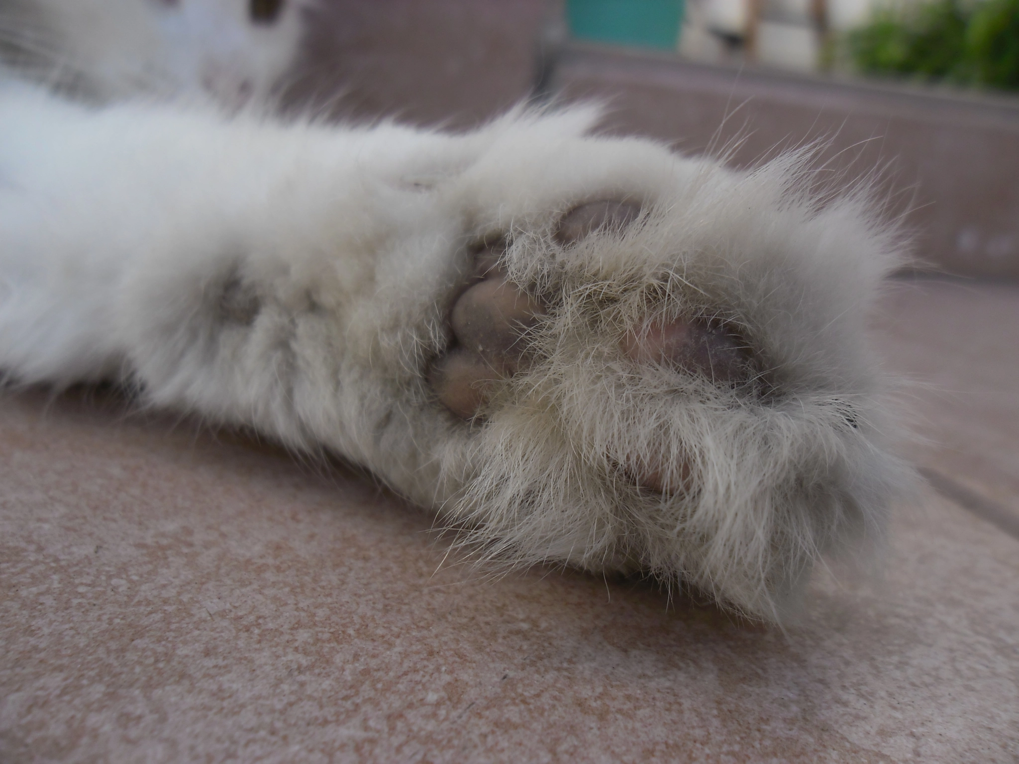 Samsung ES80/ ES81 sample photo. Furry paw photography