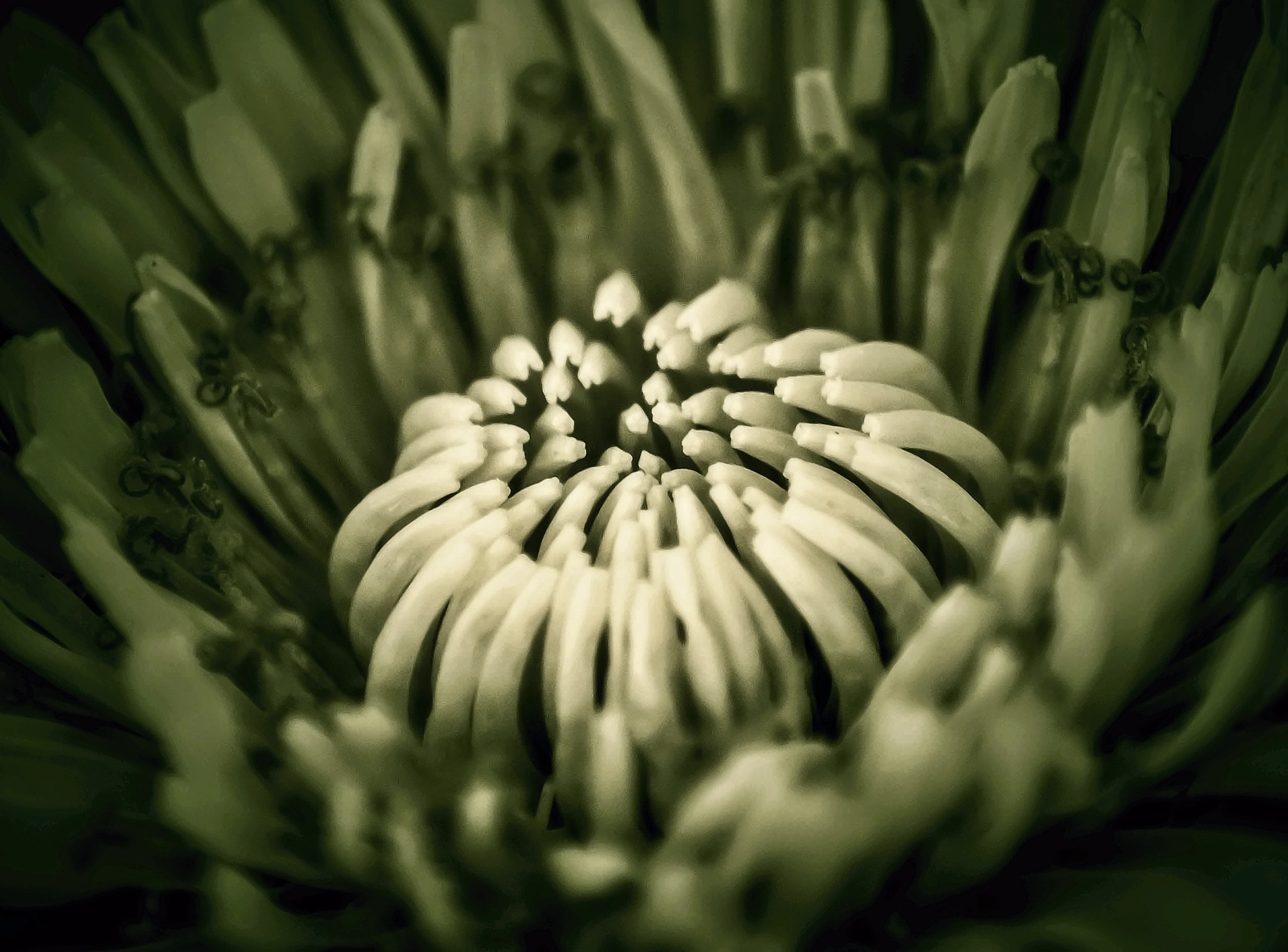 Pentax K-5 IIs + Tamron AF 70-300mm F4-5.6 Di LD Macro sample photo. Dandelion core photography