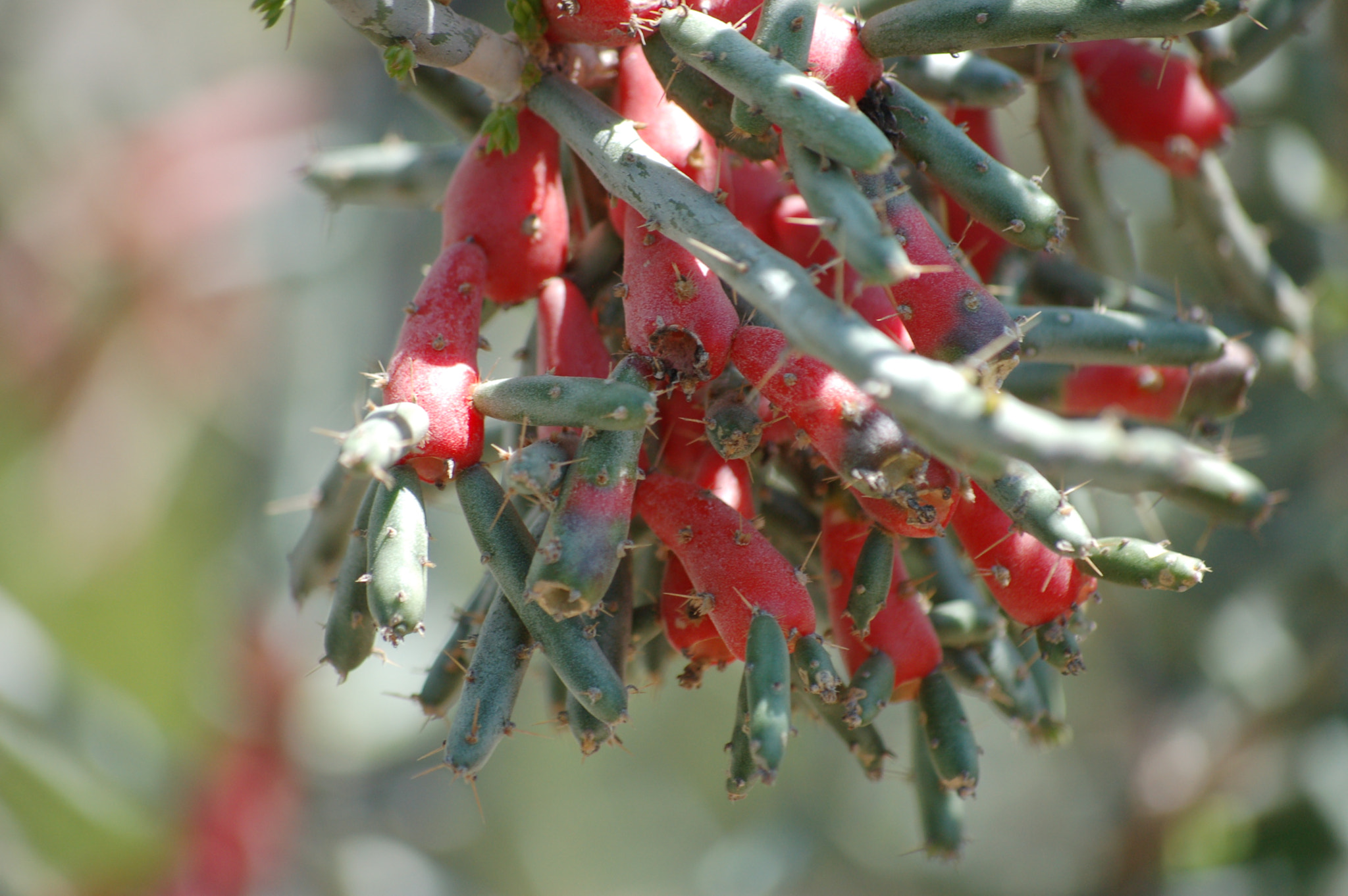 Nikon D50 sample photo. Cactus photography