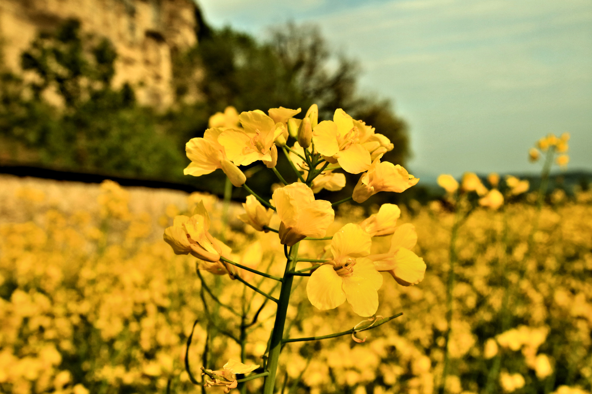 Canon EOS 750D (EOS Rebel T6i / EOS Kiss X8i) sample photo. Rapsfeld3 photography
