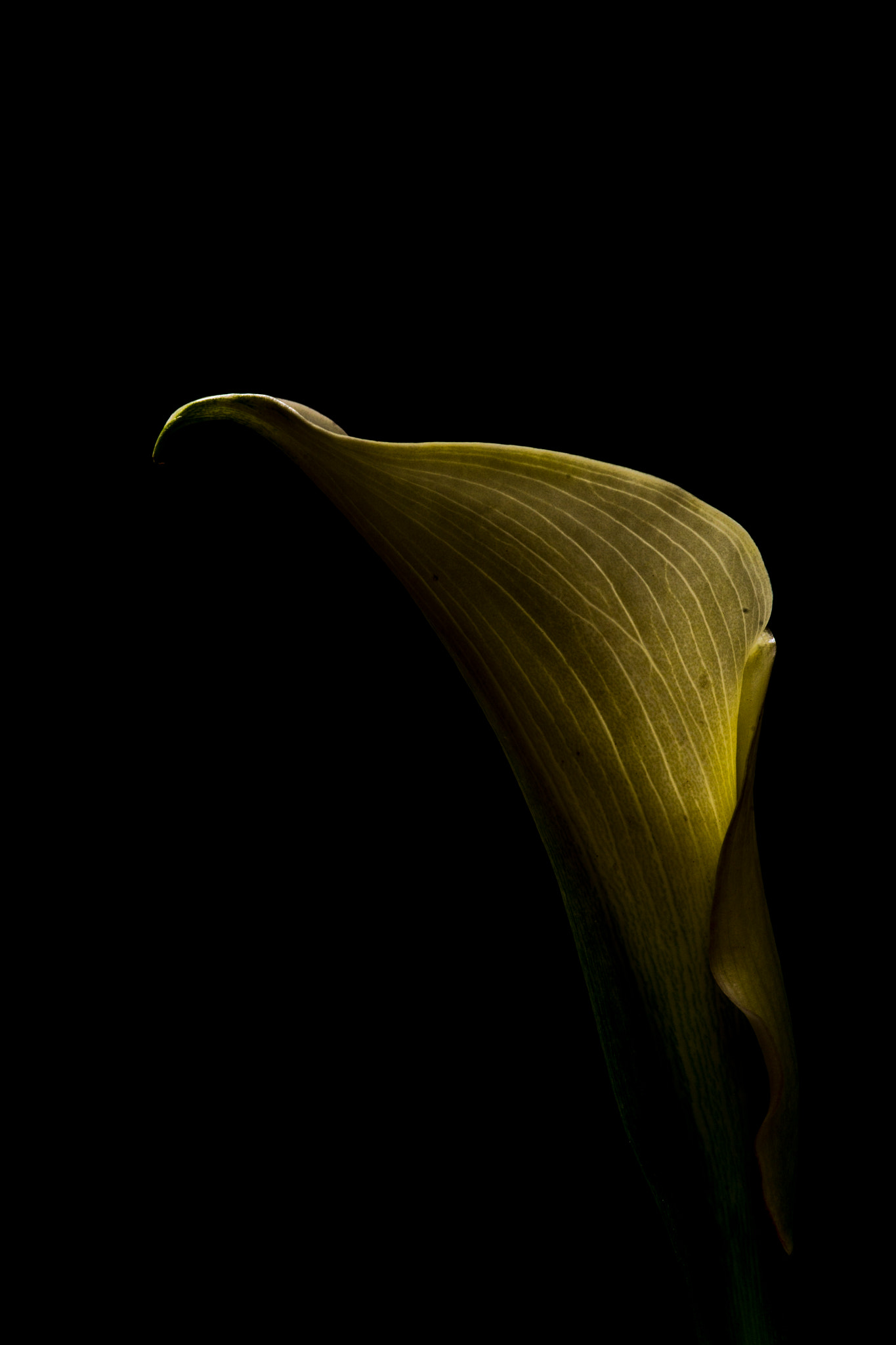 Sony a99 II + Minolta AF 100mm F2.8 Macro [New] sample photo. Dsc01866.jpg photography