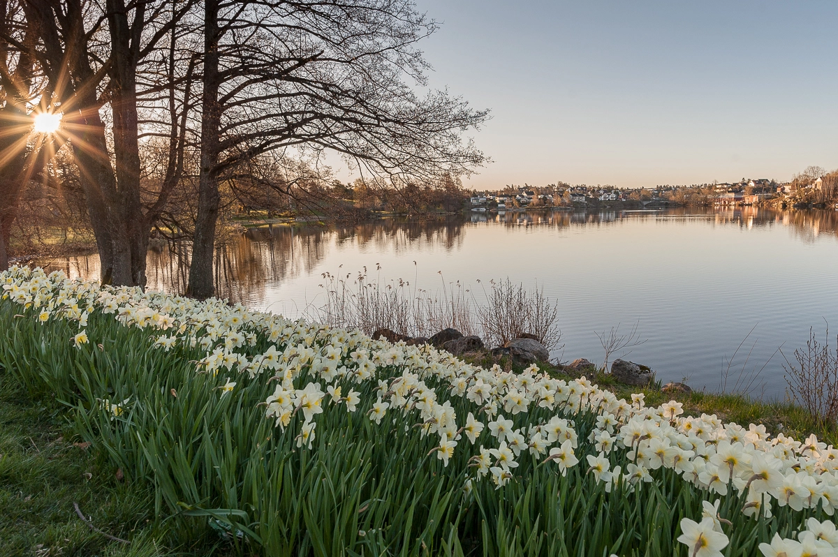 Nikon D700 + Nikon AF-S Nikkor 20mm F1.8G ED sample photo. Sunrise in nesparken photography