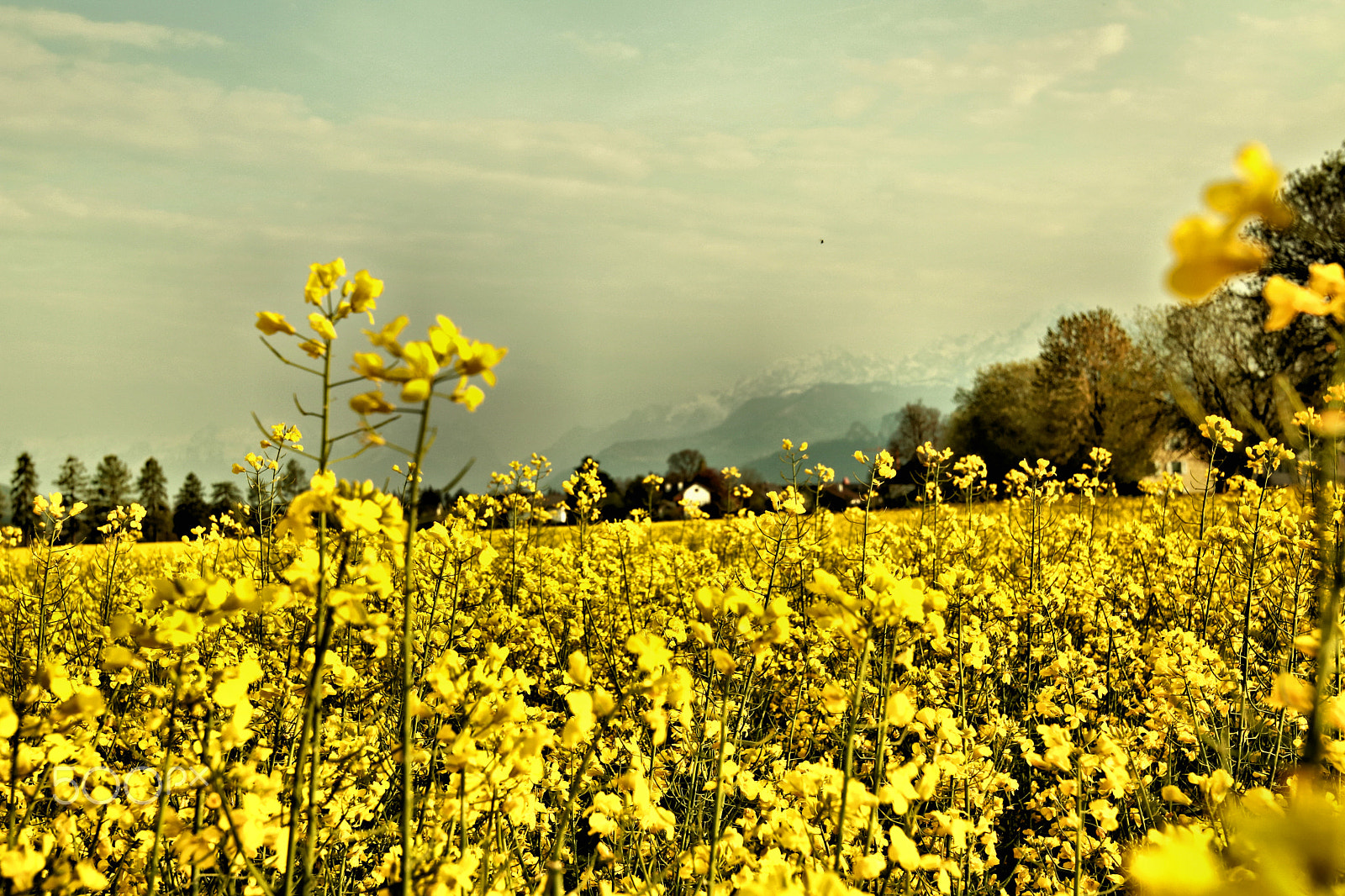 Canon EOS 750D (EOS Rebel T6i / EOS Kiss X8i) sample photo. Rapsfeld4 photography