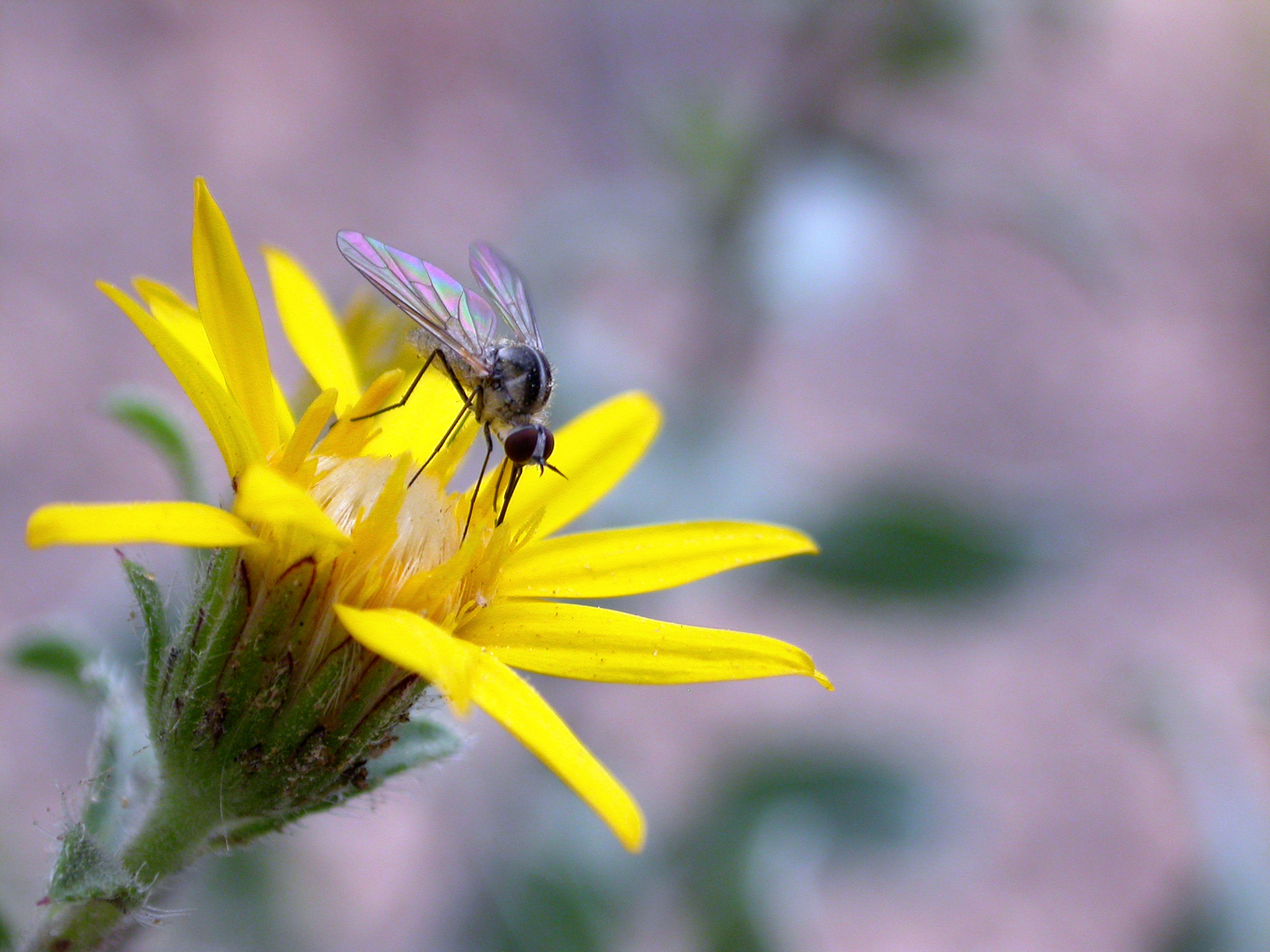 Nikon E4500 sample photo. Flower with insect photography