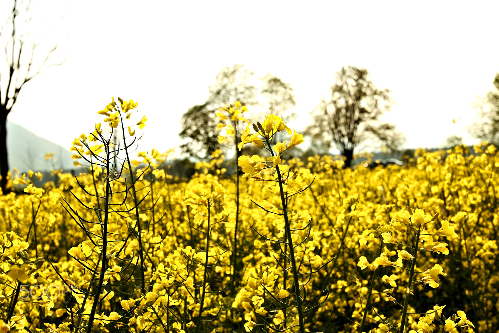 Canon EOS 750D (EOS Rebel T6i / EOS Kiss X8i) sample photo. Rapsfeld5 photography