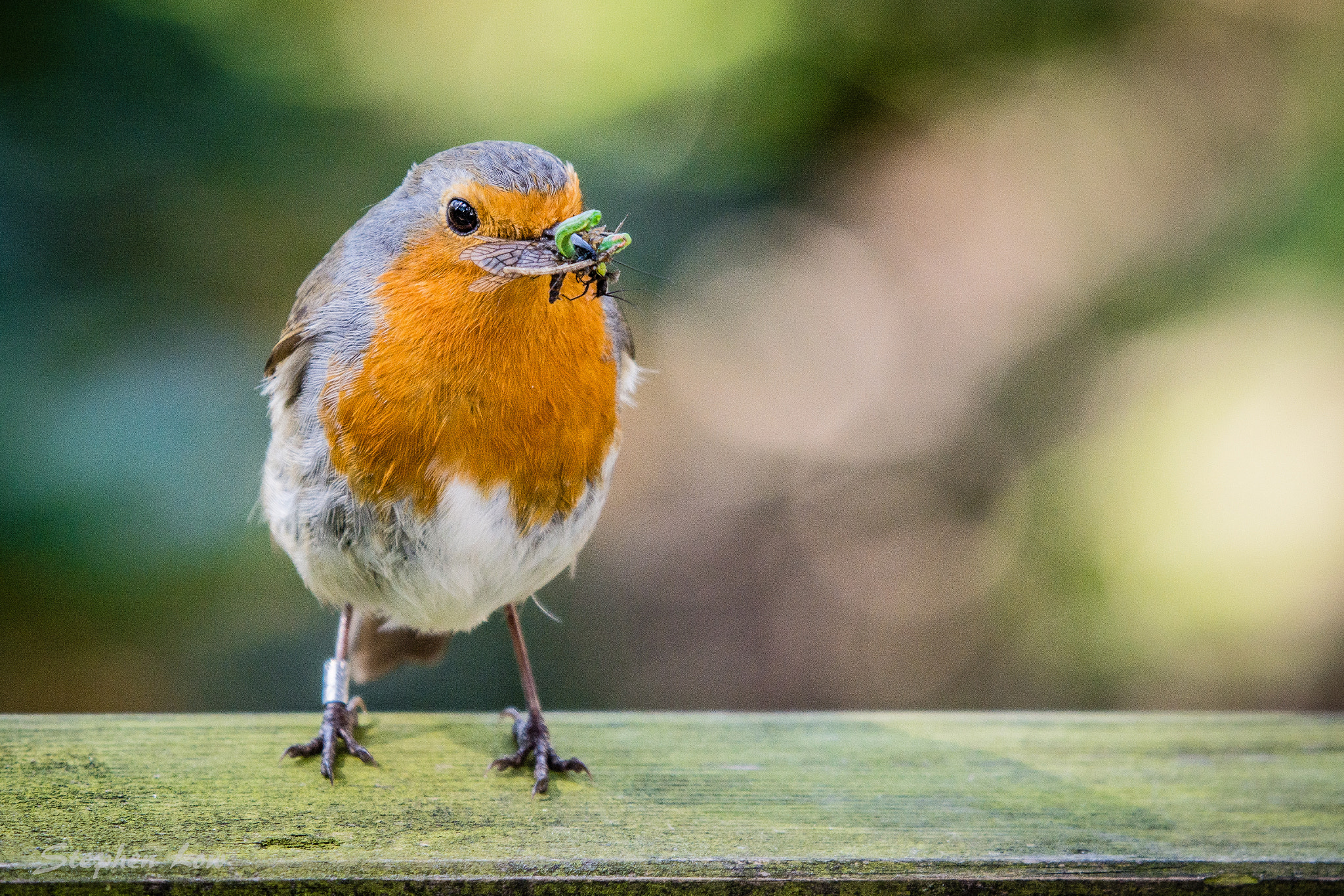 Sigma 50-500mm F4-6.3 EX APO RF HSM sample photo. Robin with mouth full of bugs photography