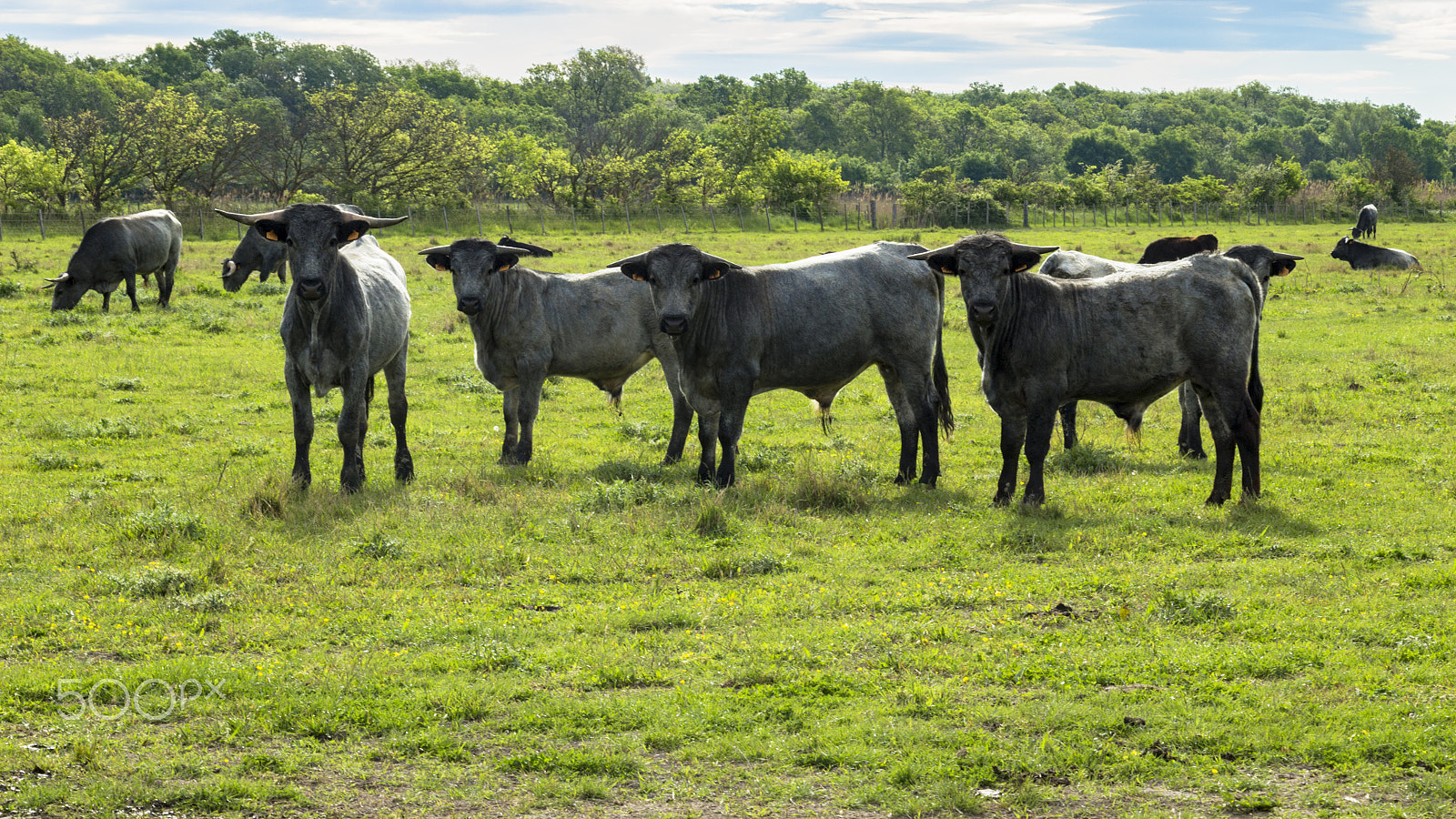 Canon EF-S 18-135mm F3.5-5.6 IS STM sample photo. Taureaux espagnol en camargue photography