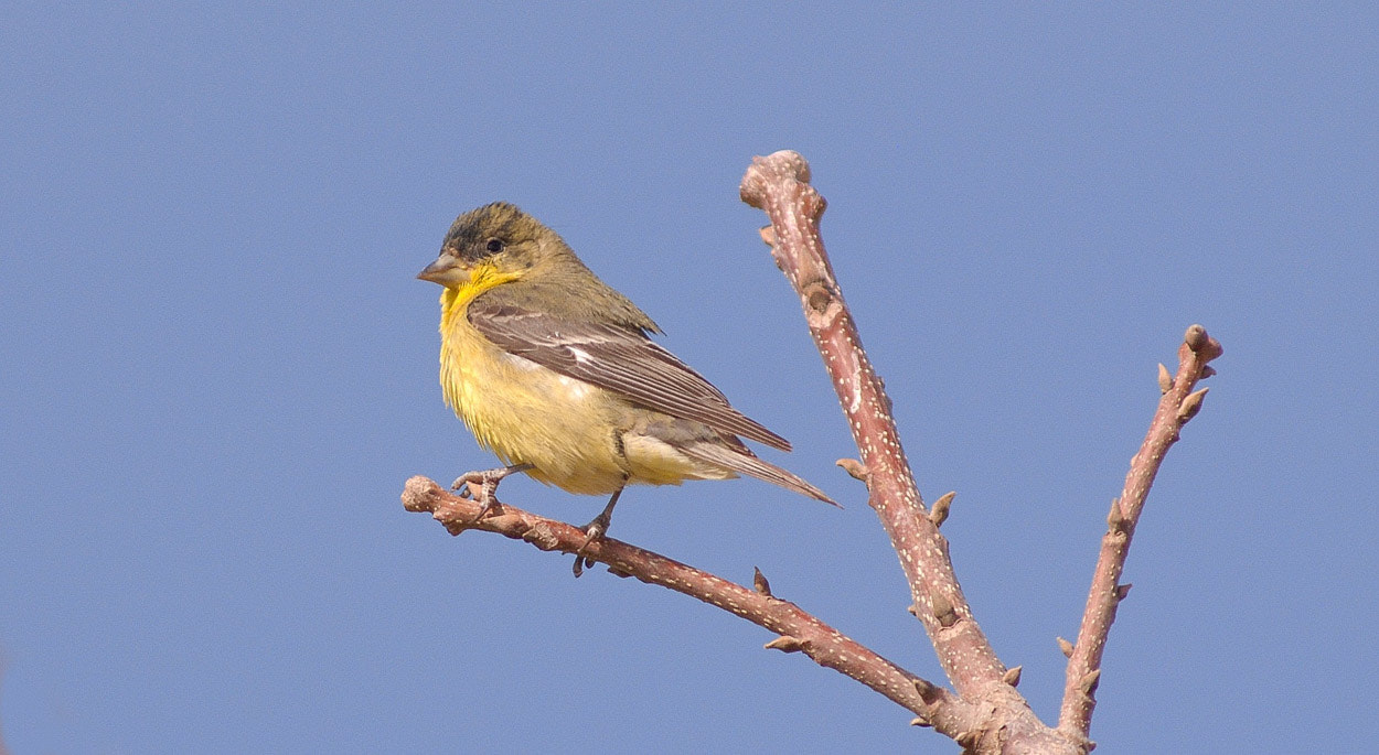 Nikon AF-Nikkor 80-200mm F2.8D ED sample photo. Lesser goldfinch. photography