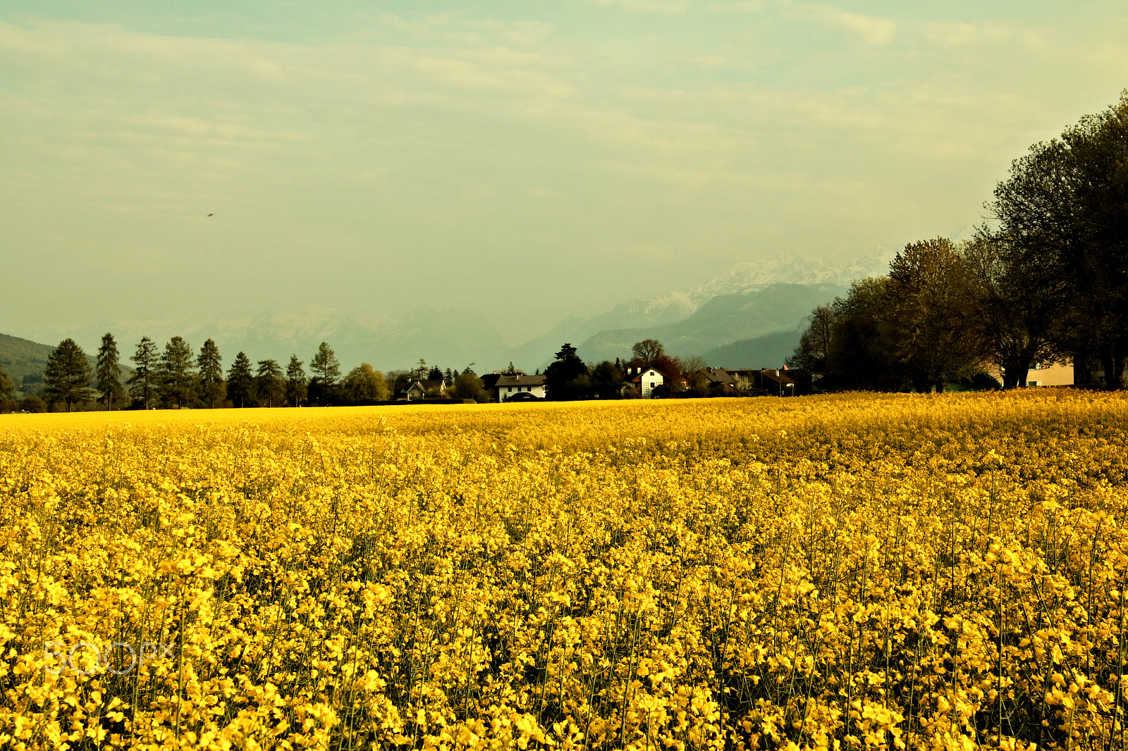 Canon EOS 750D (EOS Rebel T6i / EOS Kiss X8i) sample photo. Rapsfeld6 photography