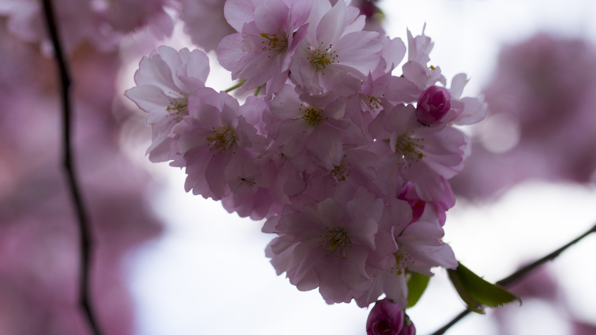 Sony SLT-A58 + 90mm F2.8 Macro SSM sample photo. Cherry blossom photography
