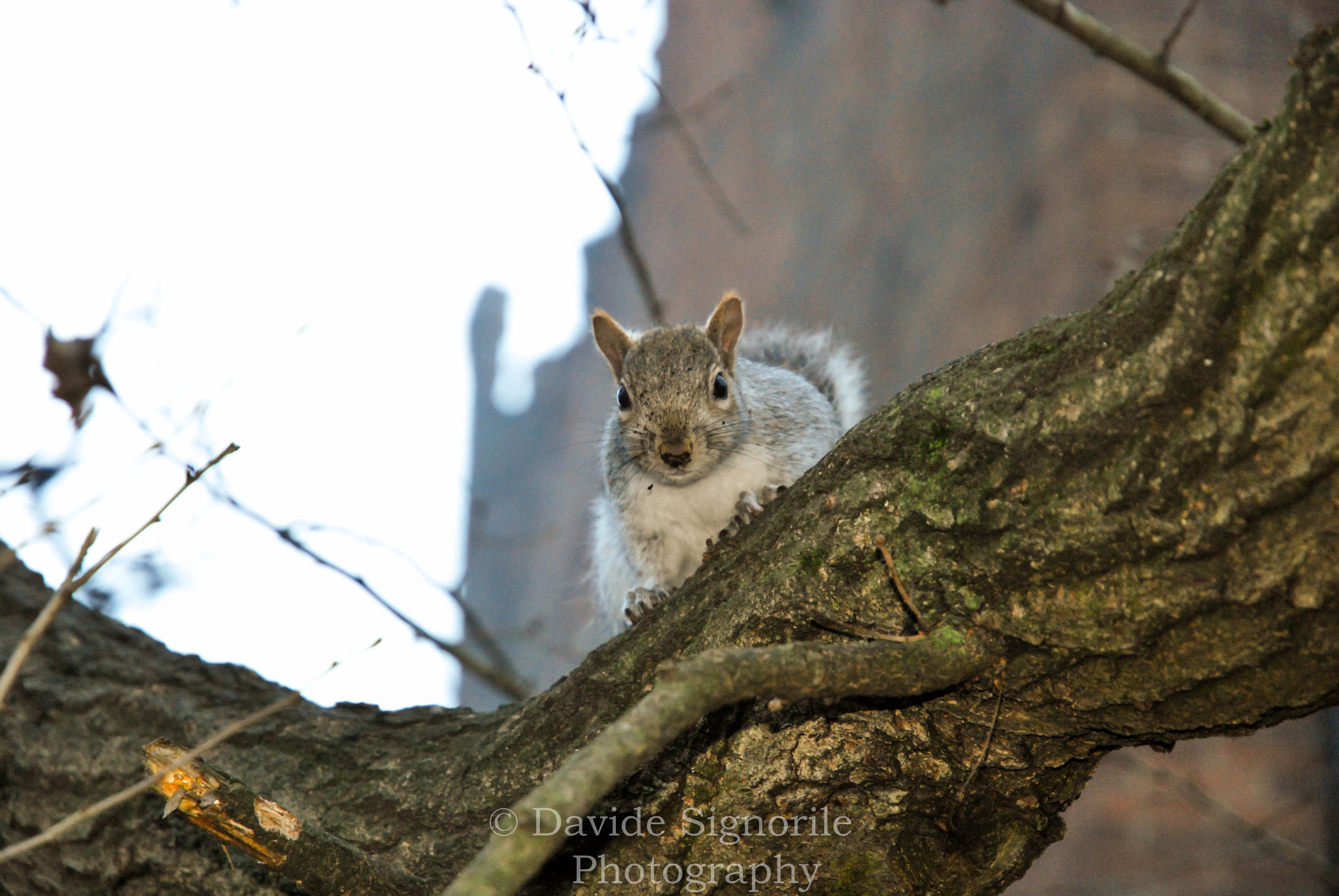 Nikon D60 sample photo. Beautiful animals  photography
