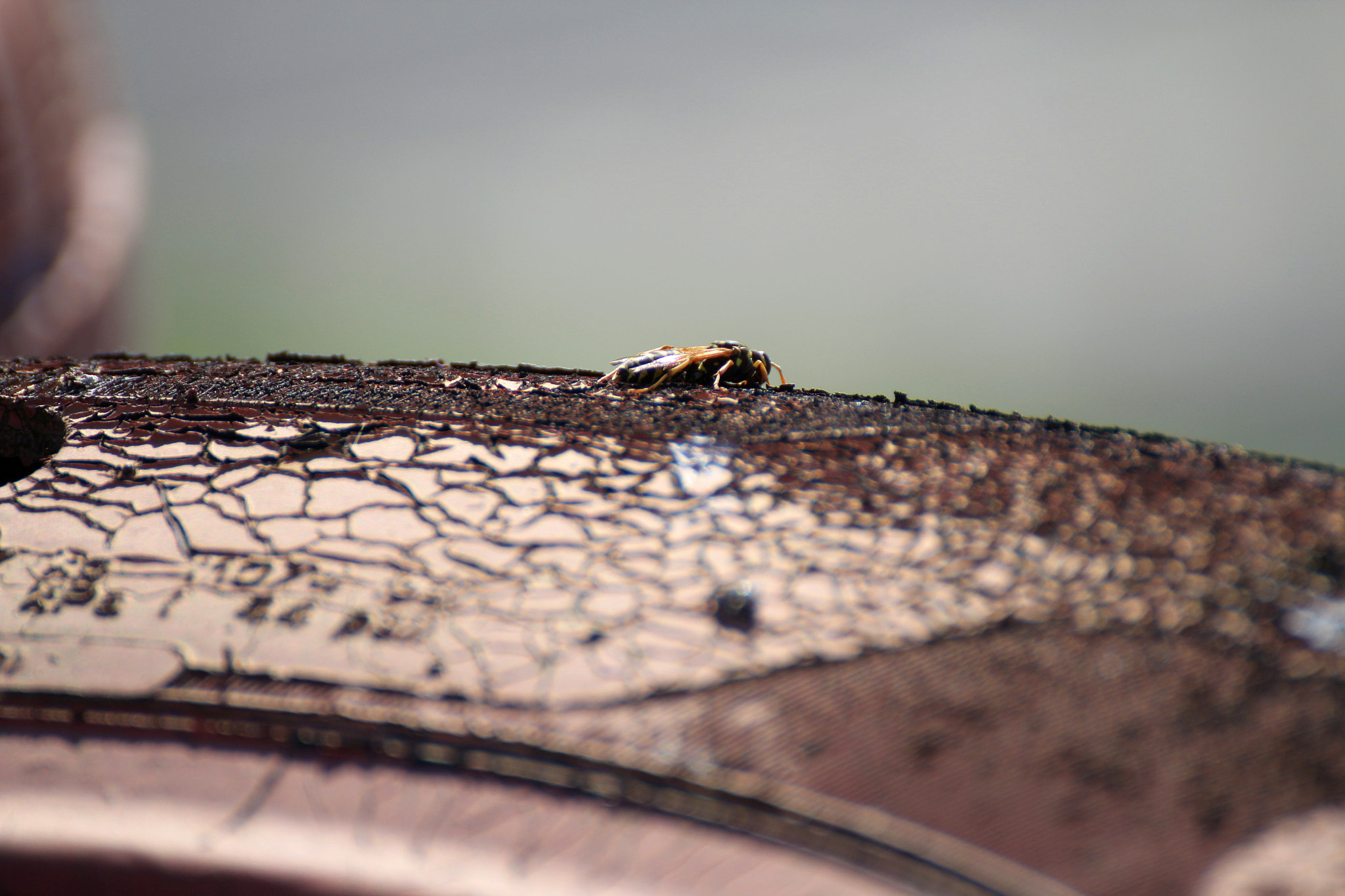 Tamron SP 35mm F1.8 Di VC USD sample photo. Macro photography