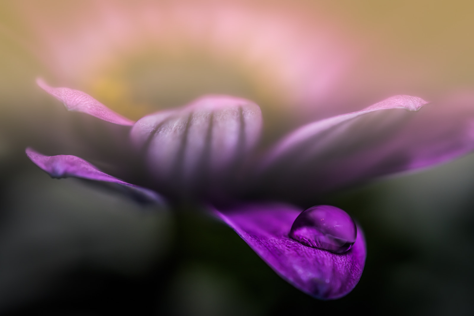 Olympus M.Zuiko Digital ED 60mm F2.8 Macro sample photo. Germanys next topfmodell photography