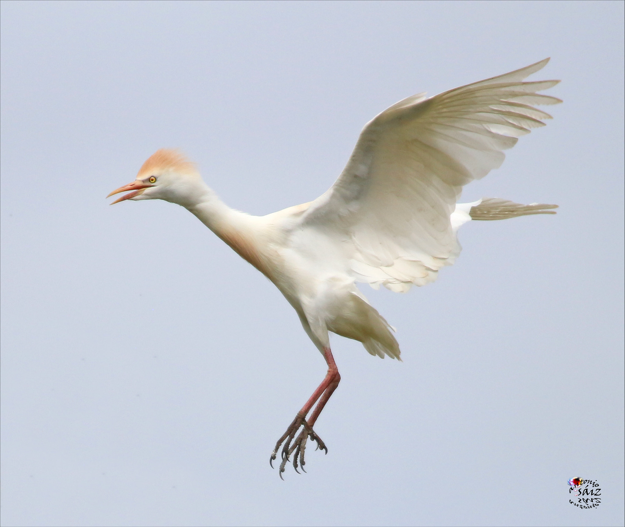 Canon EF 100-400mm F4.5-5.6L IS USM sample photo. Garza photography