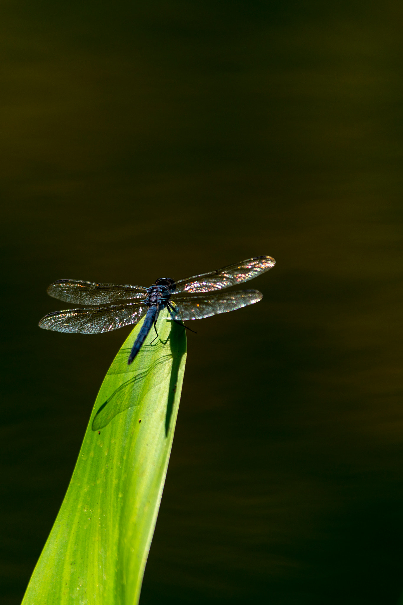 Sony a99 II + Tamron SP AF 70-200mm F2.8 Di LD (IF) MACRO sample photo. Dsc08019.jpg photography