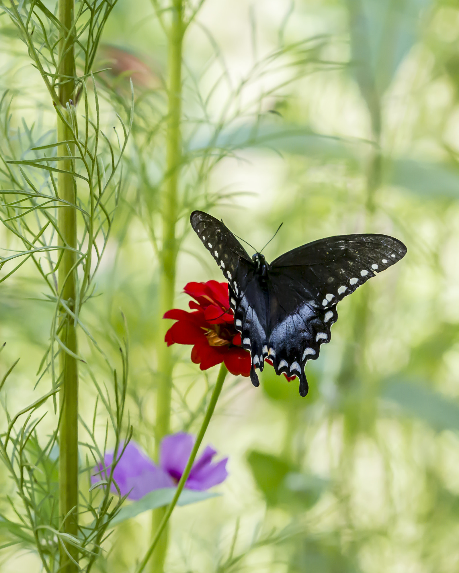 Canon EF 180mm F3.5L Macro USM sample photo. Butterflybliss photography