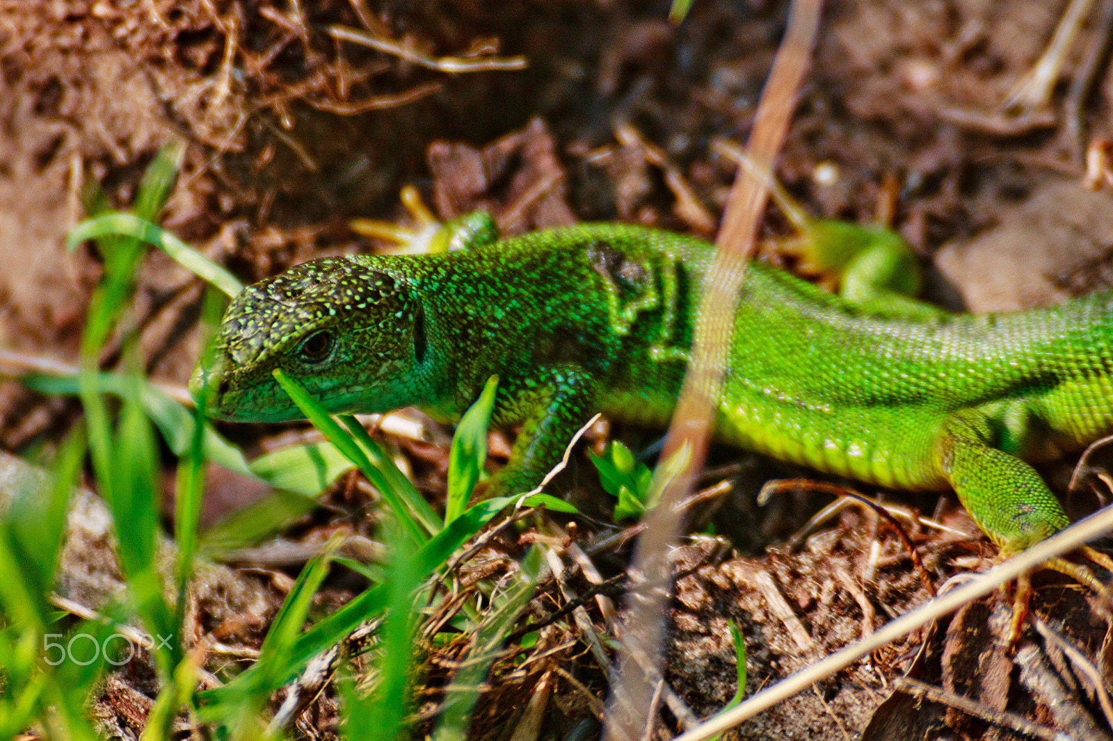 Canon EOS 1100D (EOS Rebel T3 / EOS Kiss X50) + Canon EF 70-210mm f/4 sample photo. Lizard photography