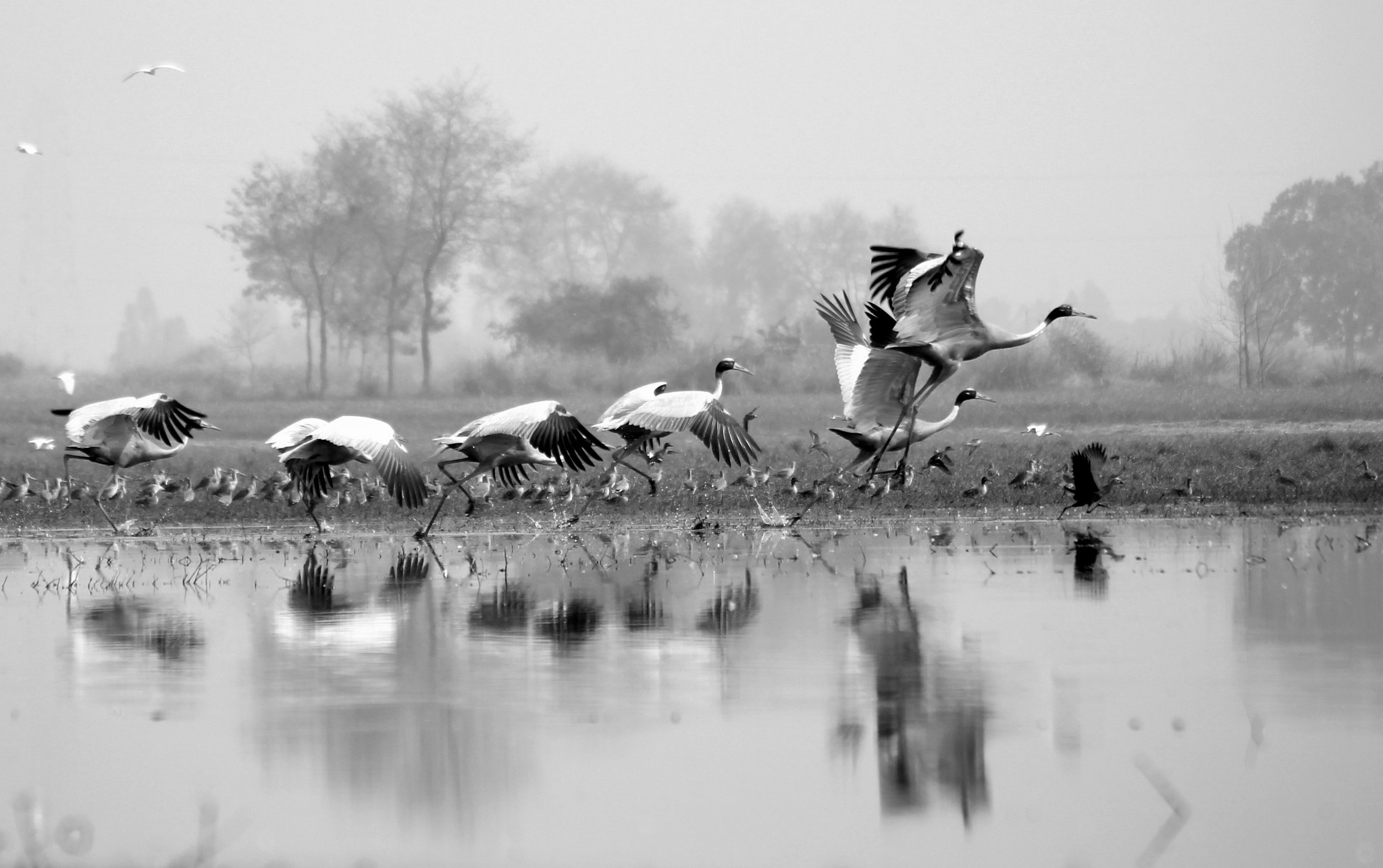 Canon EOS 1100D (EOS Rebel T3 / EOS Kiss X50) sample photo. Get set and go - sarus cranes photography