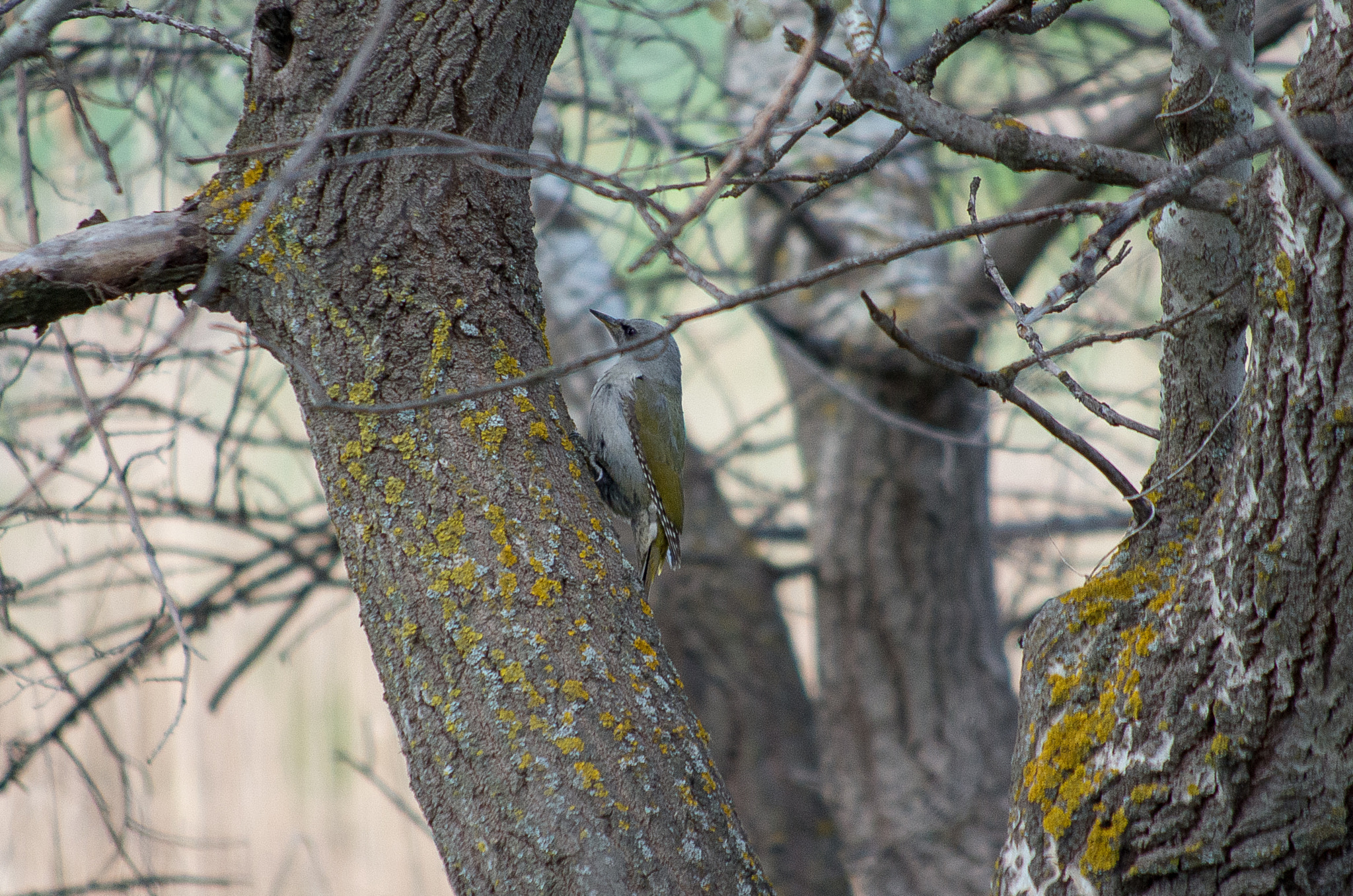 HD Pentax DA 55-300mm F4.0-5.8 ED WR sample photo. Grey-headed woodpecker // picus canus photography