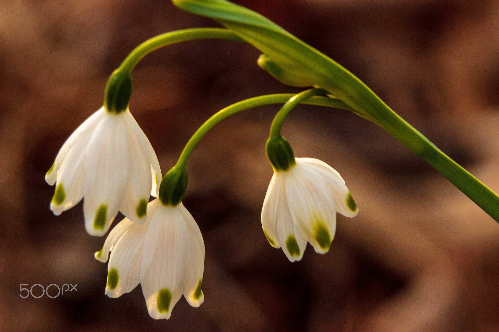 Canon EF 28-105mm f/3.5-4.5 USM sample photo. Snow drops photography