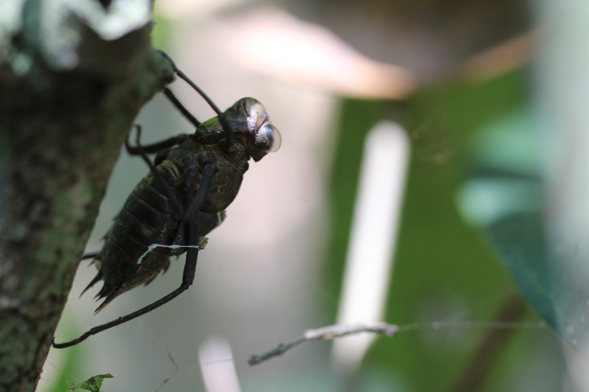 Canon EF 50mm F2.5 Macro sample photo. Um sorriso eternizado photography
