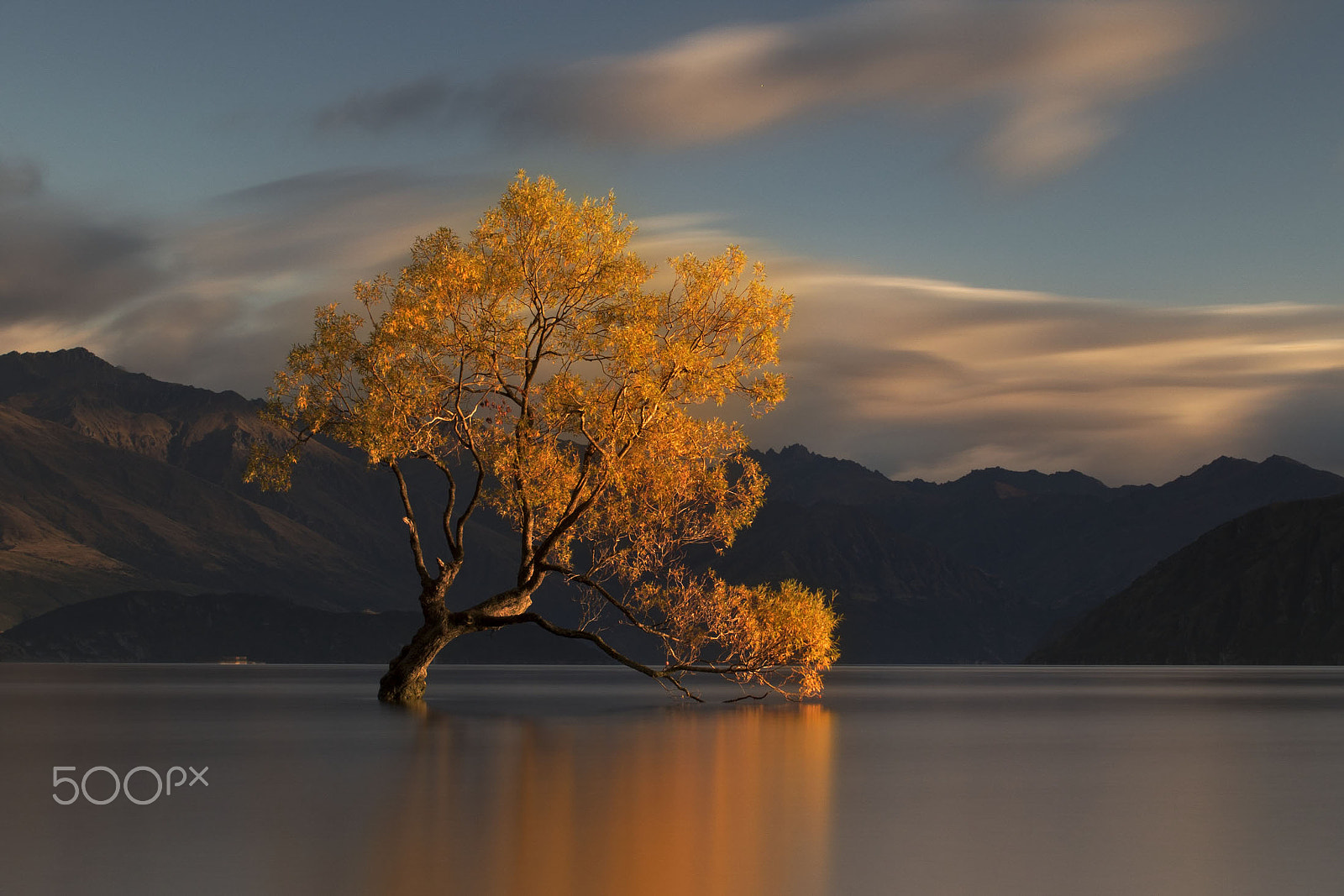 Canon EF 50mm F1.2L USM sample photo. Wanka tree photography