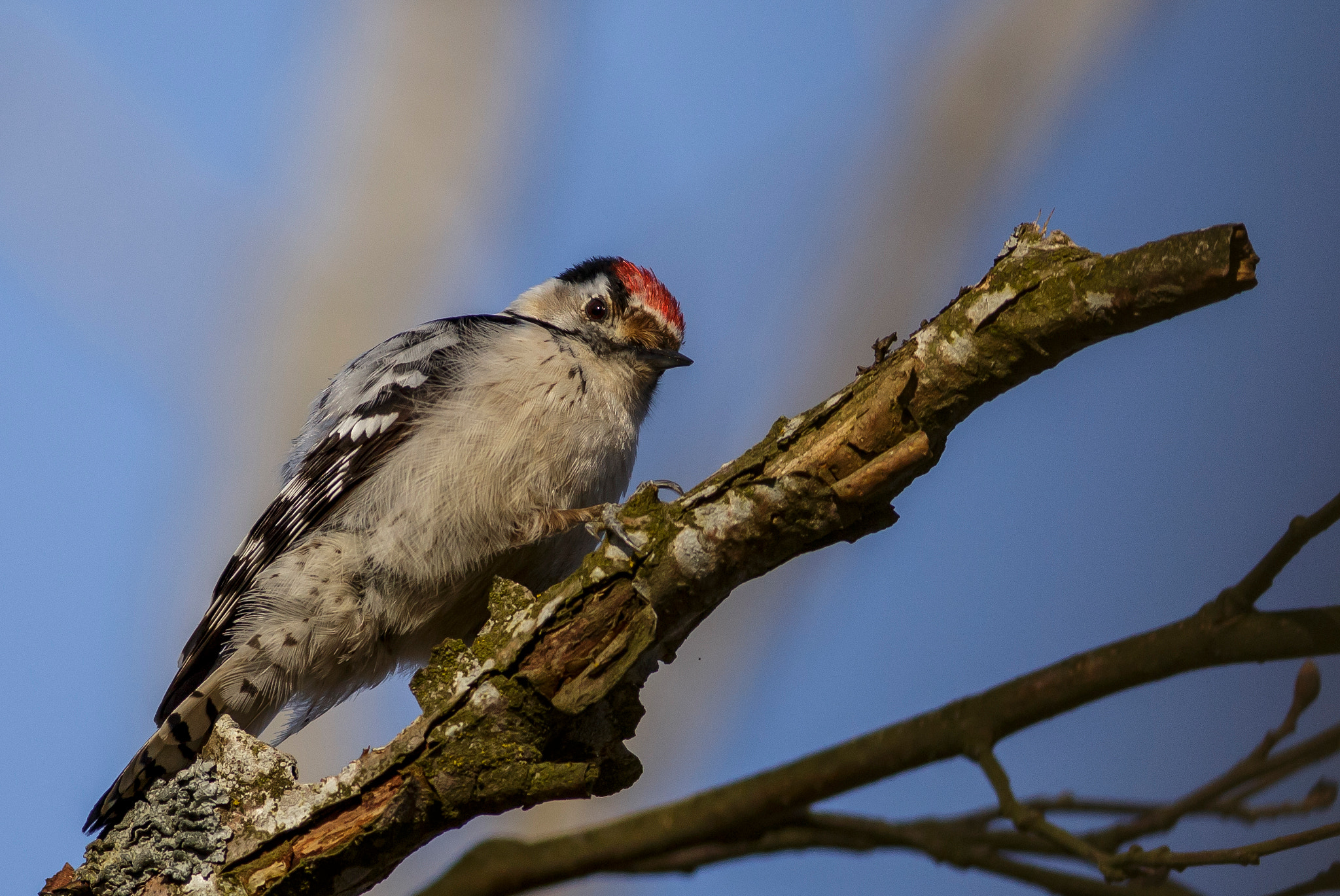 Canon EOS 6D + Canon EF 400mm F5.6L USM sample photo. Lesser  spotted woodpecker photography