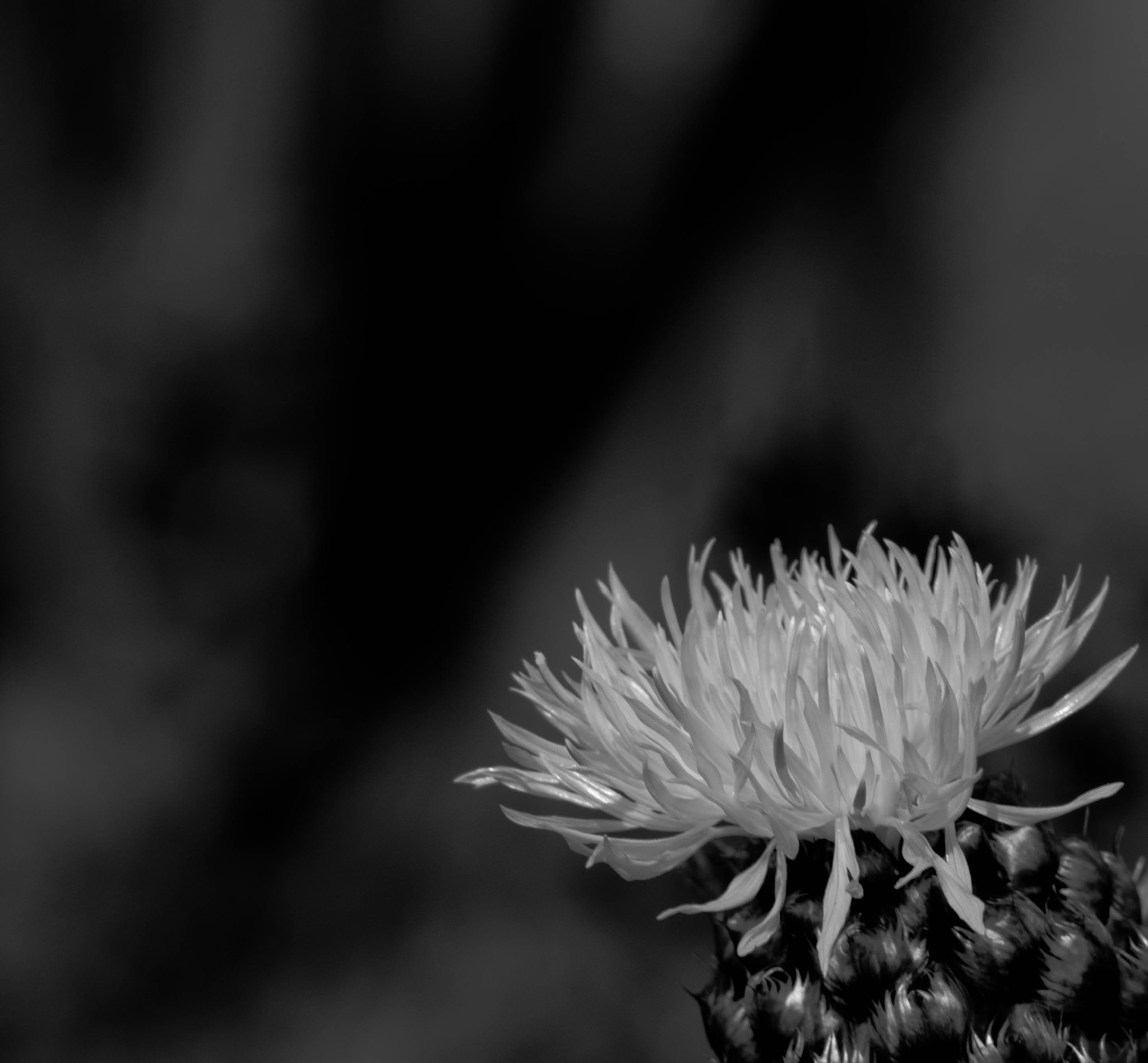 Panasonic Lumix G Vario 45-200mm F4-5.6 OIS sample photo. Centaurea photography