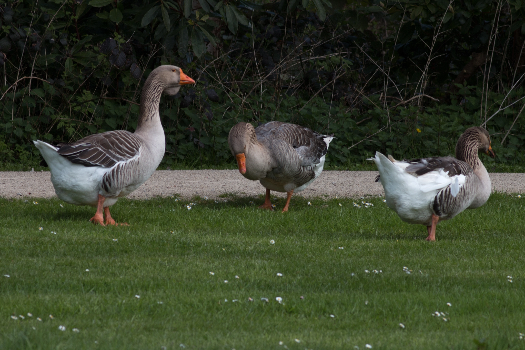 Canon EF 200mm f/2.8L II + 2x sample photo. Gooses photography