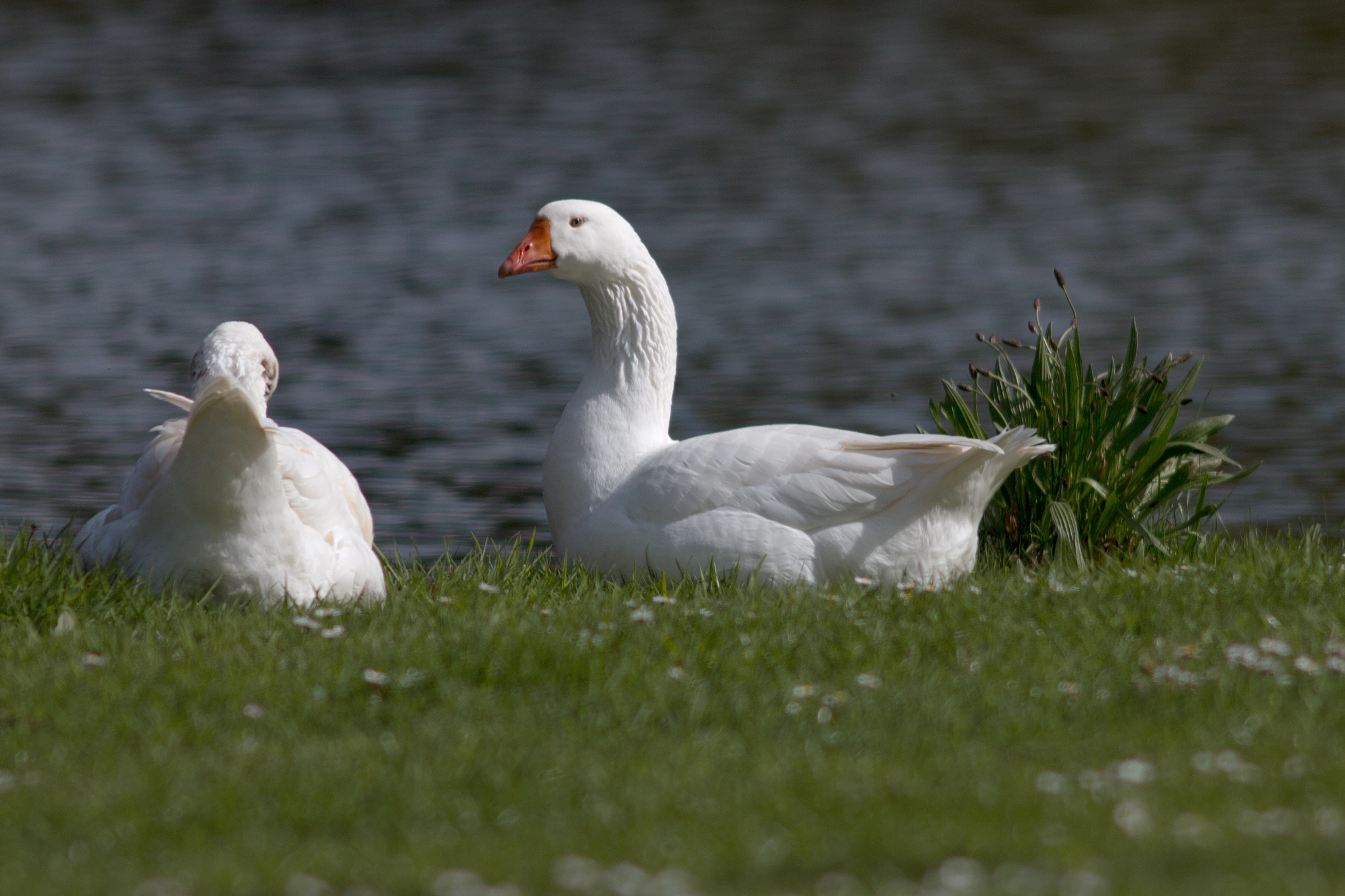 Canon EF 200mm f/2.8L II + 2x sample photo. White goose photography