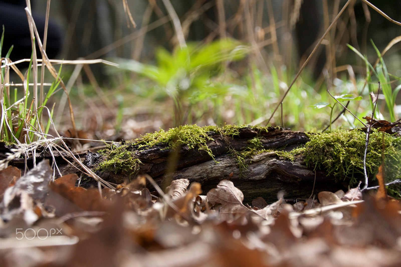 Tamron 18-270mm F3.5-6.3 Di II PZD sample photo. Green moss photography