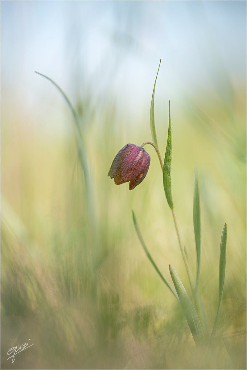 Sigma 150mm F2.8 EX DG OS Macro HSM sample photo. Fritillaria orientalis photography