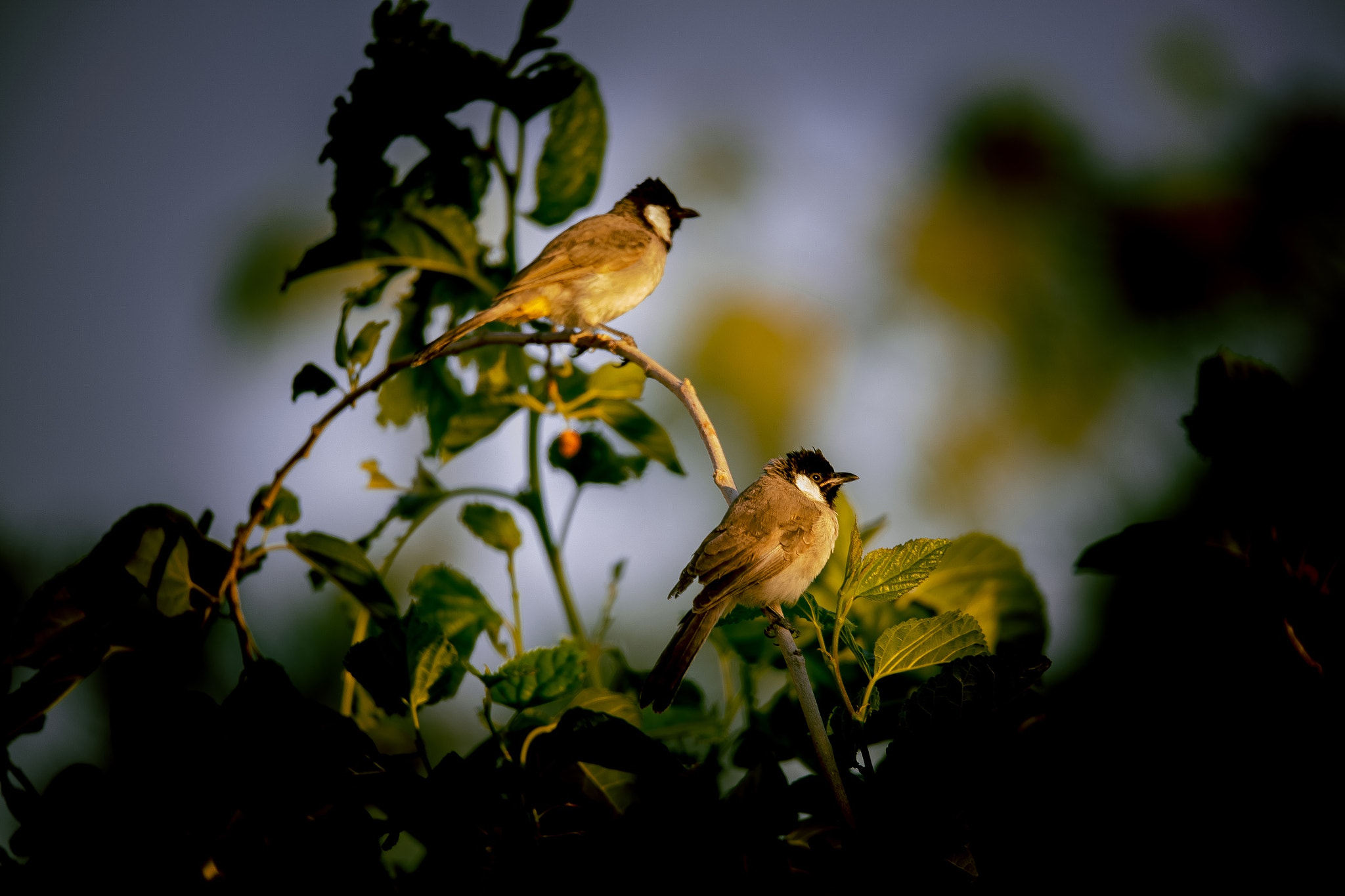 Sigma 150-600mm F5-6.3 DG OS HSM | C sample photo. Untitled photography
