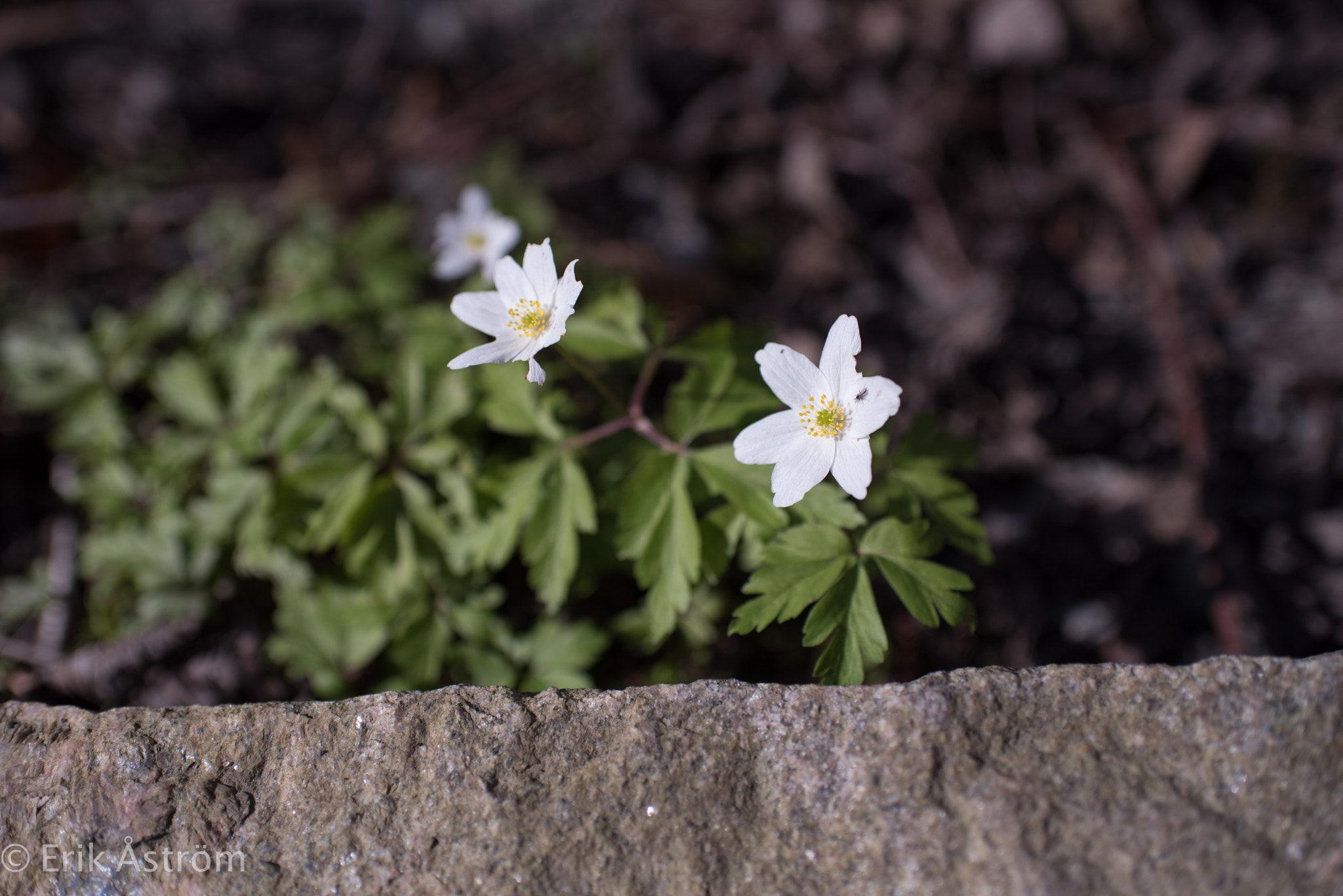 Nikon D750 + AF-S Nikkor 35mm f/1.8G sample photo. Röttle photography