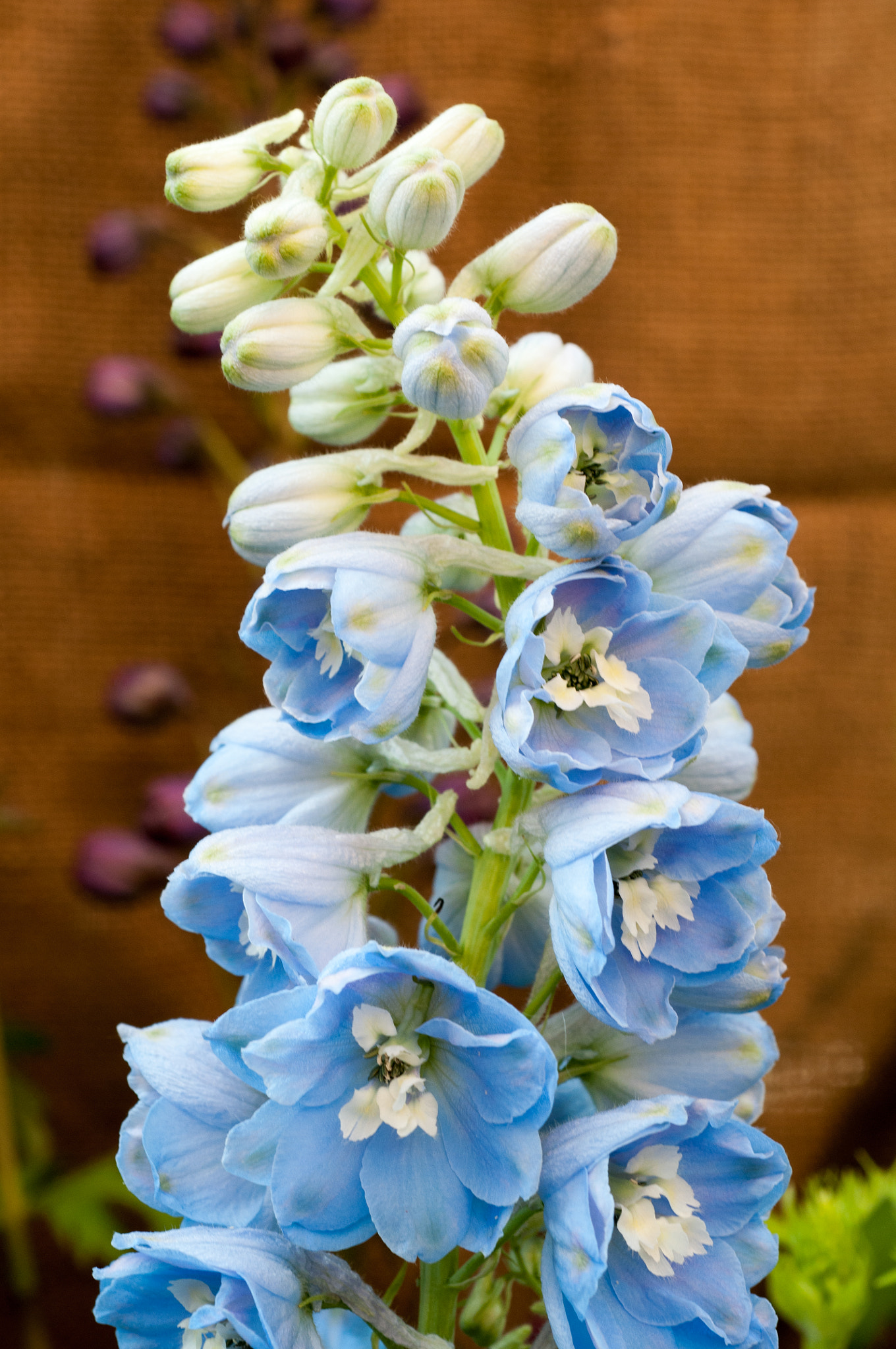 Nikon D300 + AF Micro-Nikkor 60mm f/2.8 sample photo. Delphinium photography