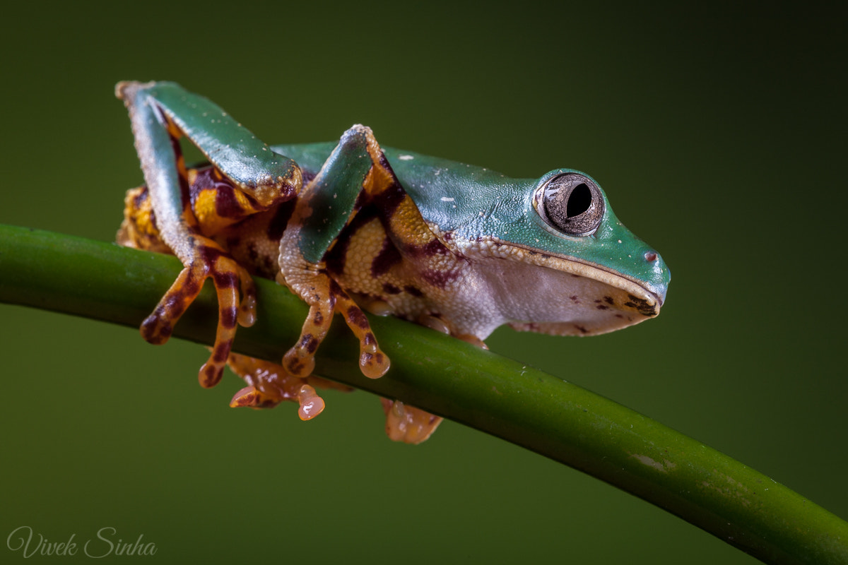 Sigma APO Macro 180mm F2.8 EX DG OS HSM sample photo. Crouch before the jump photography