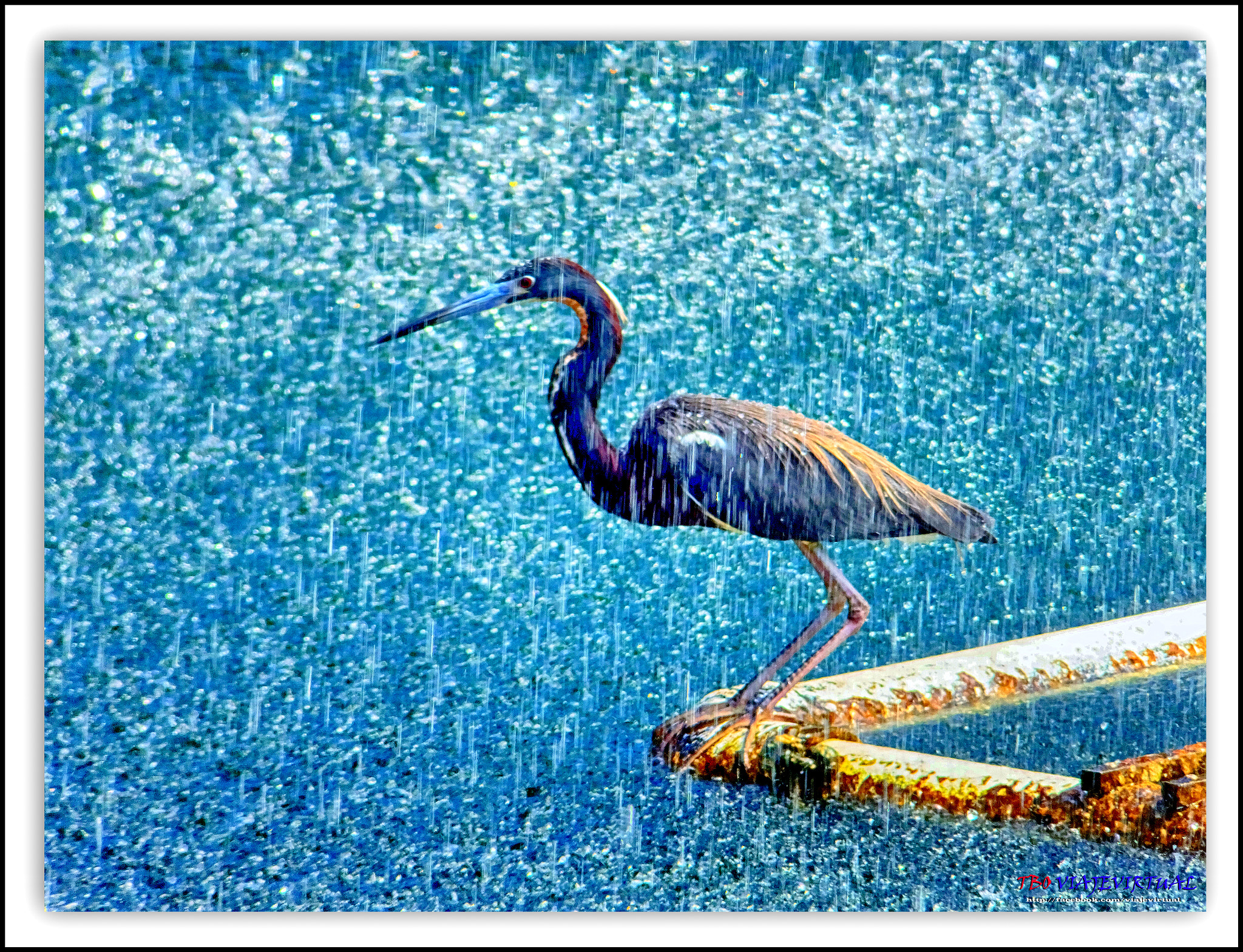 Fujifilm FinePix F850EXR sample photo. Louisiana heron. hydranassa tricolor. photography