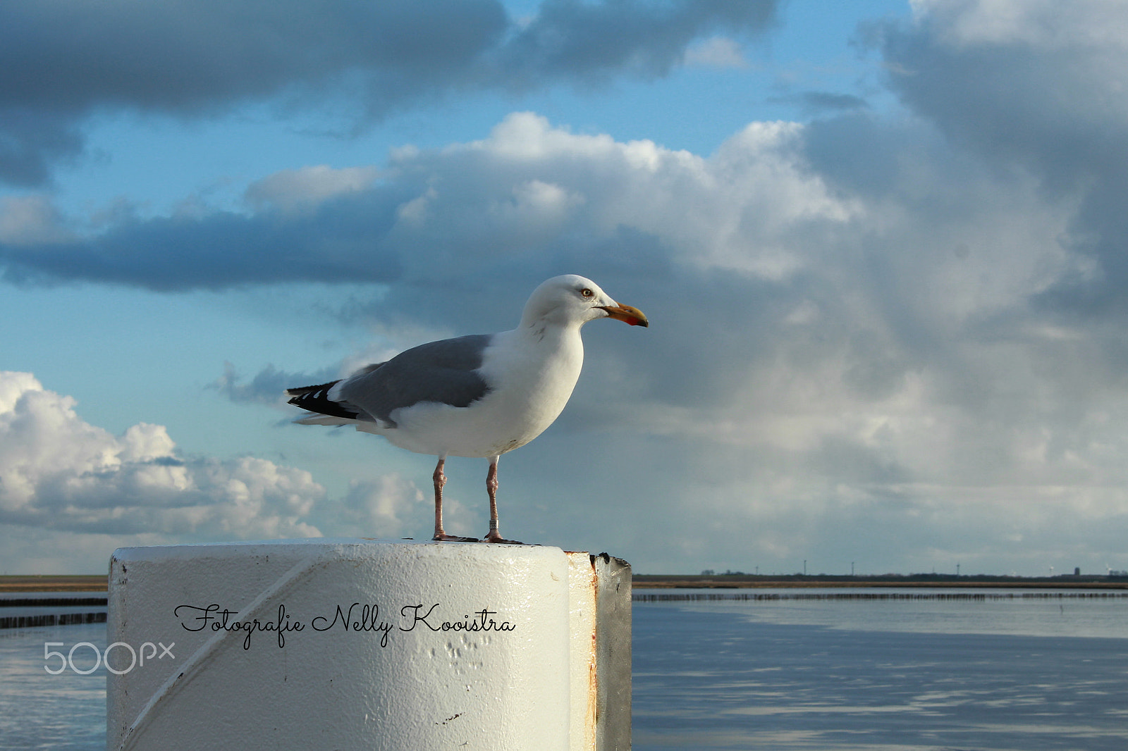 Canon EF-S 18-55mm F3.5-5.6 sample photo. Zeevogel photography