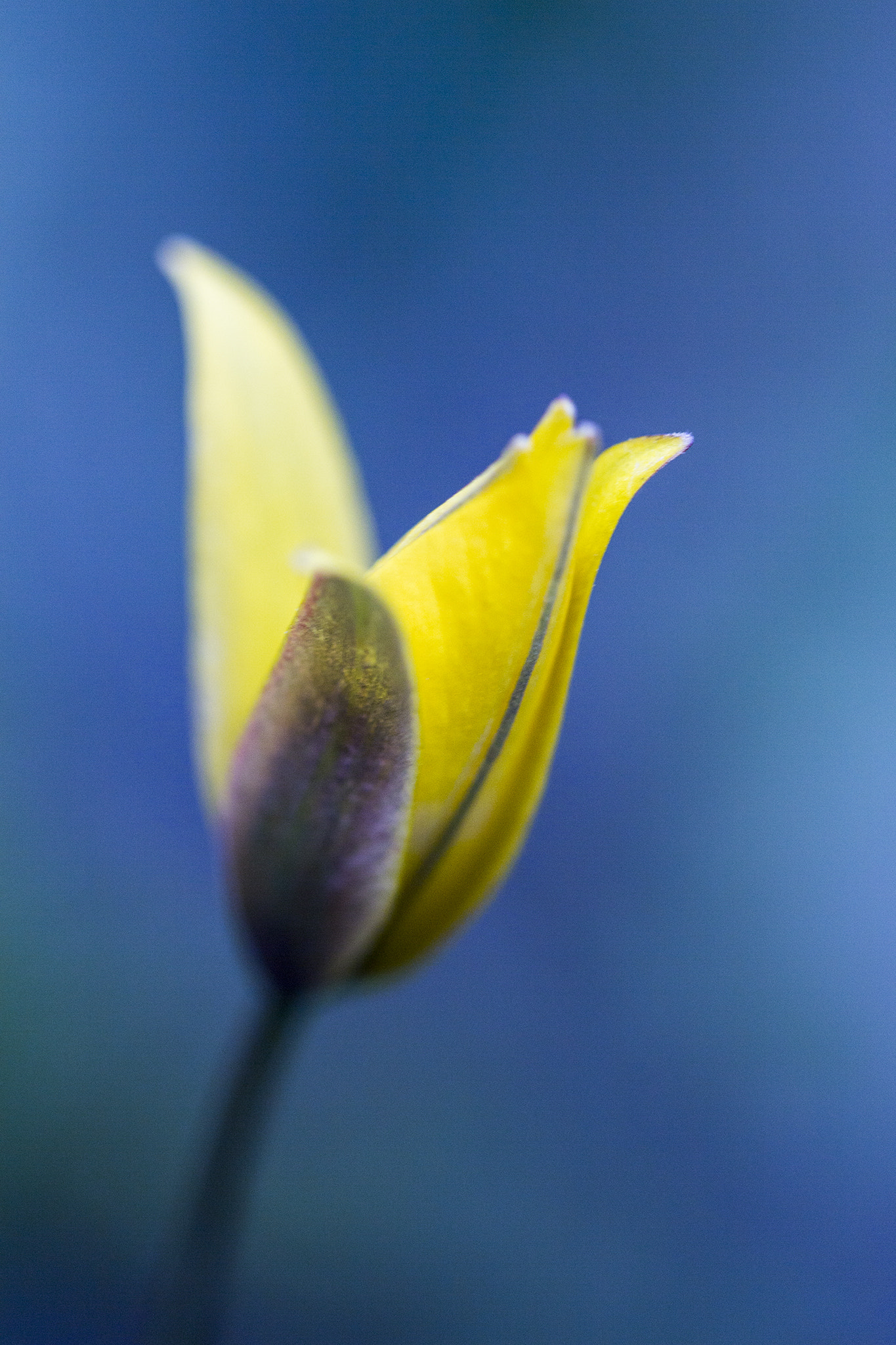 Canon EOS 650D (EOS Rebel T4i / EOS Kiss X6i) sample photo. Flower photography