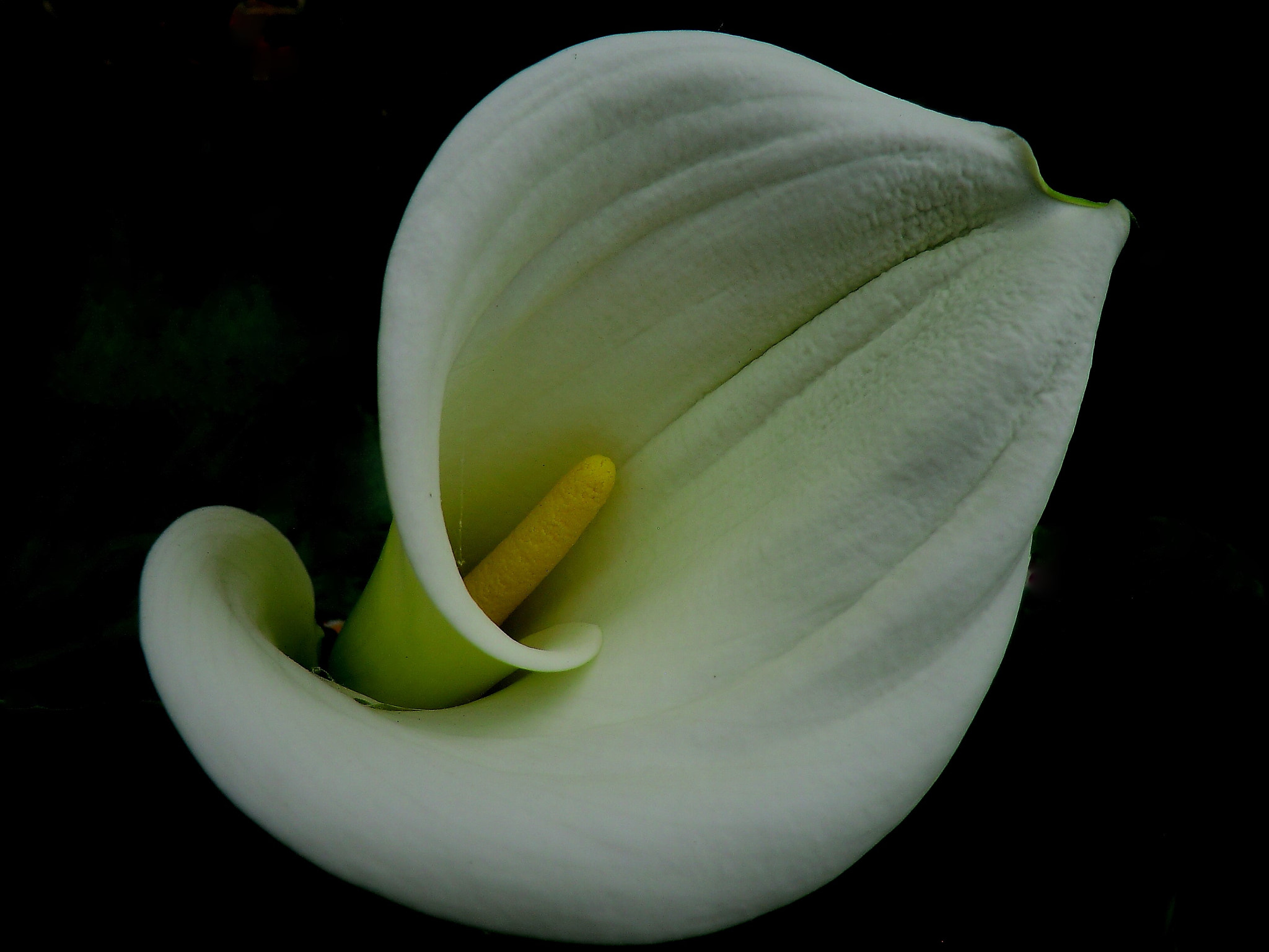 CASIO EX-H5 sample photo. The color of elegance photography