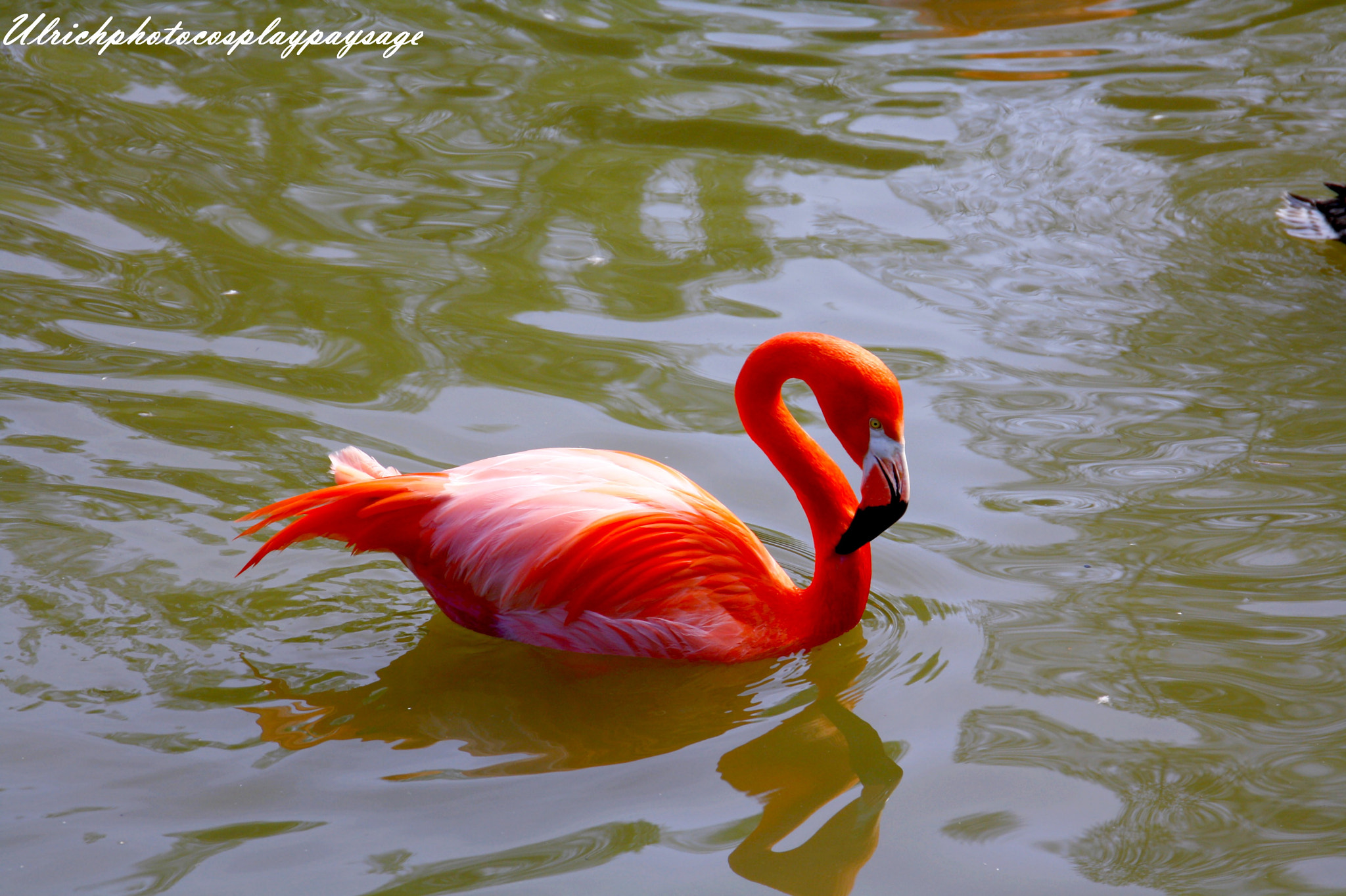 Canon EF 24-105mm F3.5-5.6 IS STM sample photo. Flamant rose photography