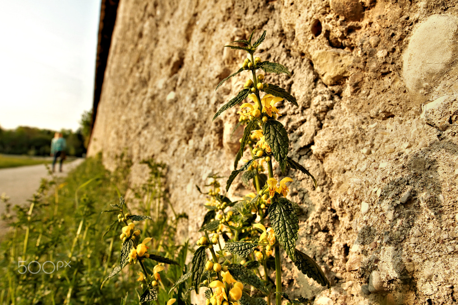 Canon EOS 750D (EOS Rebel T6i / EOS Kiss X8i) sample photo. Brennesselblüte photography